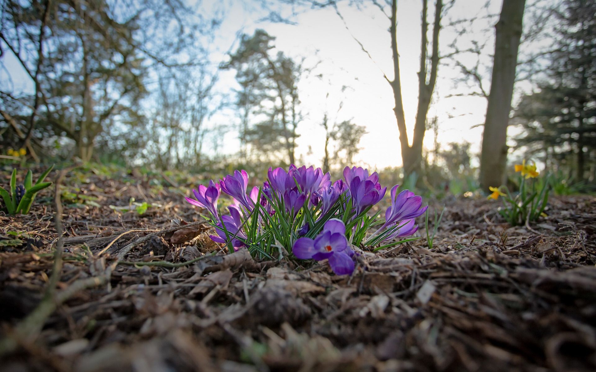 Download wallpaper Crocuses, forest, morning, sunrise, spring, purple spring flowers for desktop with resolution 1920x1200. High Quality HD picture wallpaper