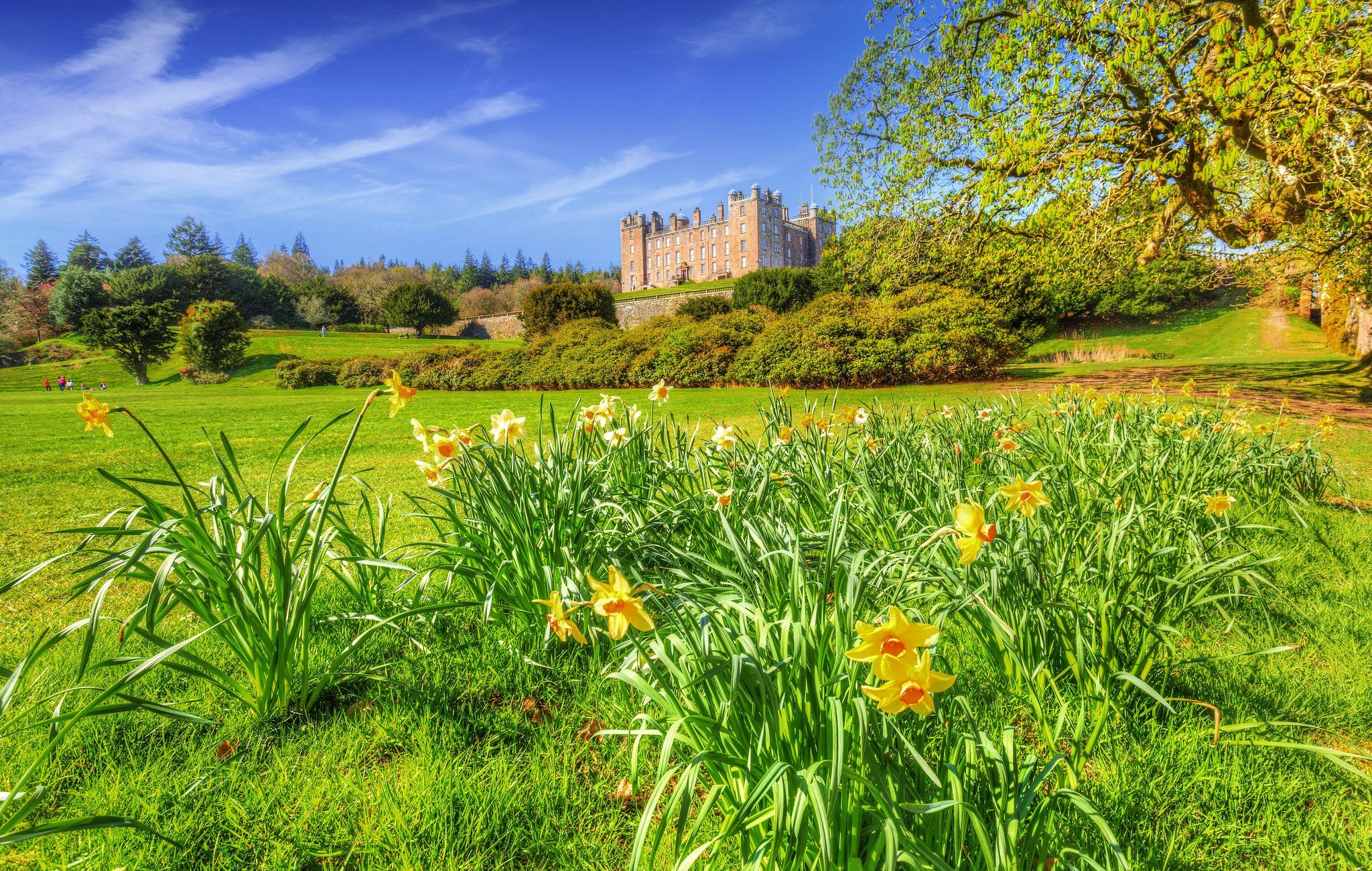 United Kingdom Castles Spring Daffodils Shrubs Grass HDR Drumlanrig Castle Cities Nature wallpaperx1300