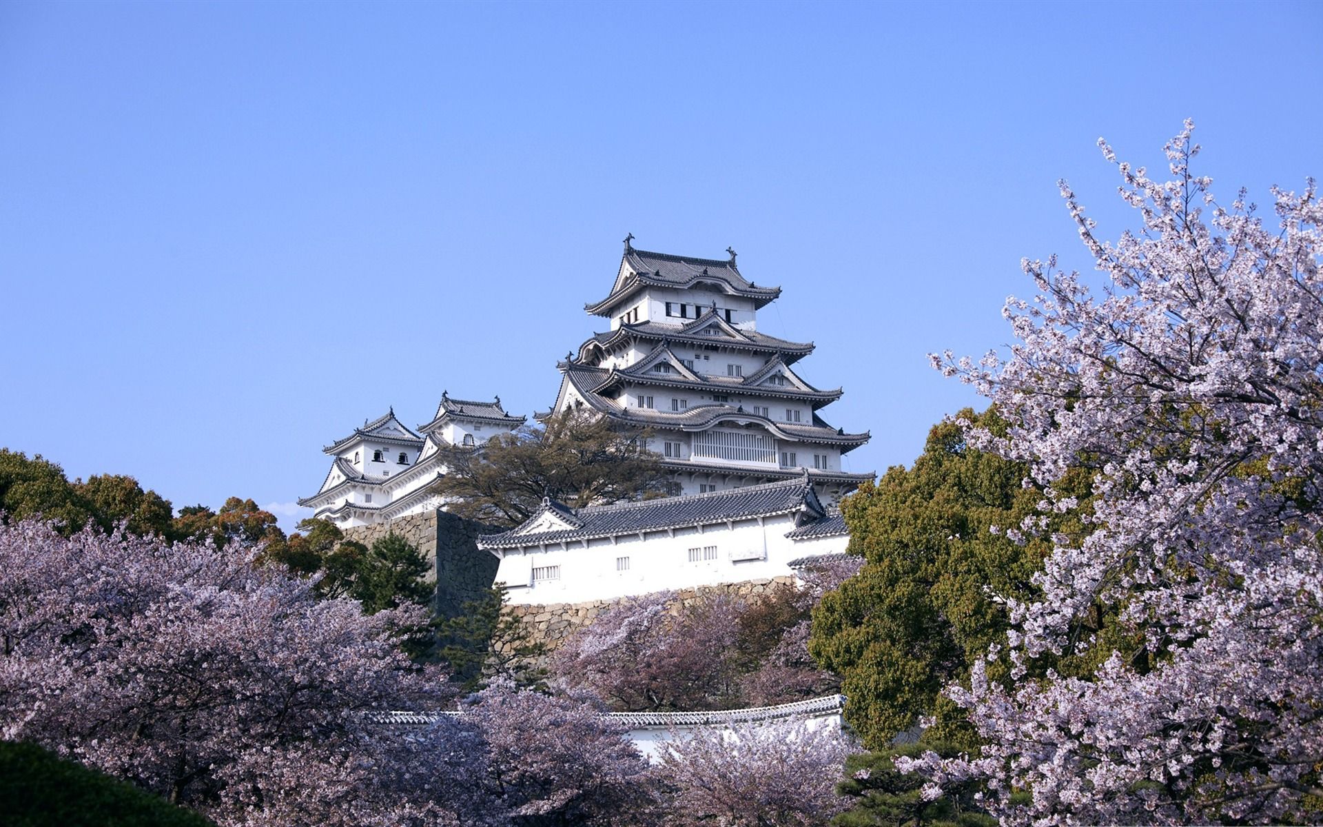 Himeji Castle And Cherry Blossoms Spring Wallpaper Album