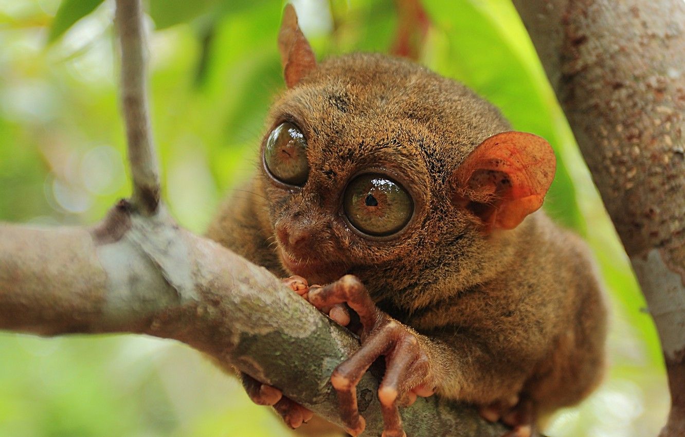 Wallpaper macro, nature, Philippine Tarsier image for desktop, section животные