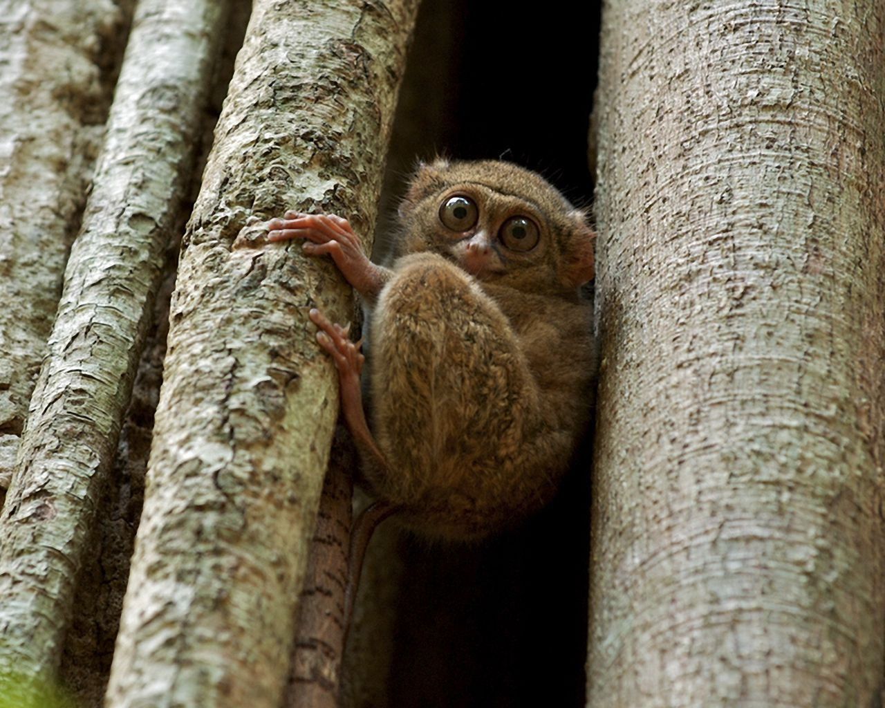 Tarsier Wallpaper 1280×1024