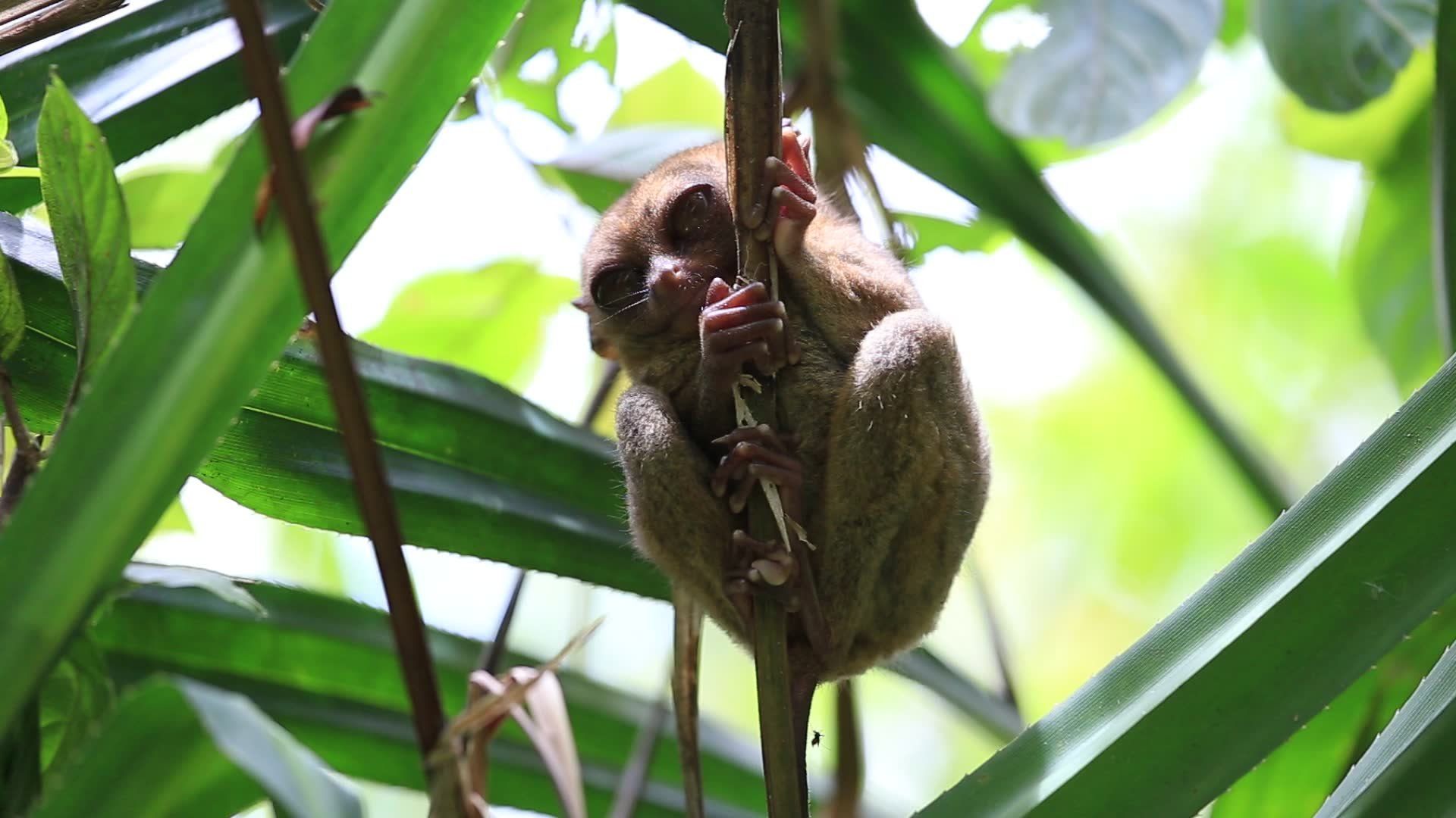 tarsier, Monkey, Primate, Eyes, Humor, Funny, Cute, 20 Wallpaper HD / Desktop and Mobile Background