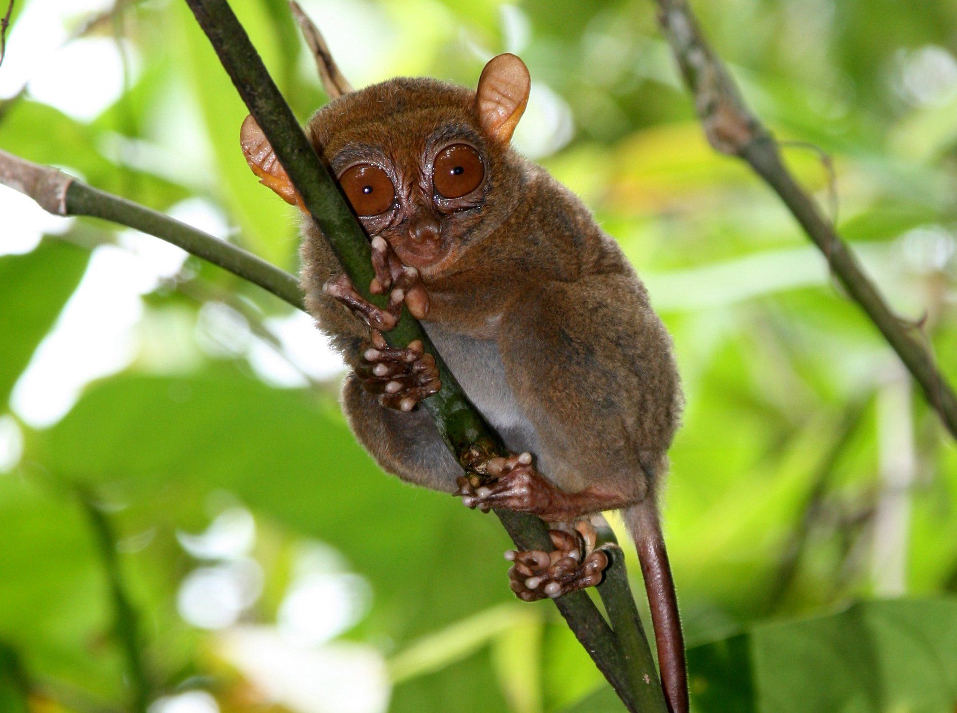 TARSIER monkey primate eyes humor funny cute wallpaperx1406