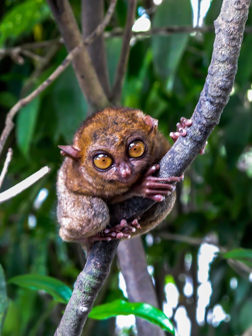 Tarsier Wallpapers - Wallpaper Cave