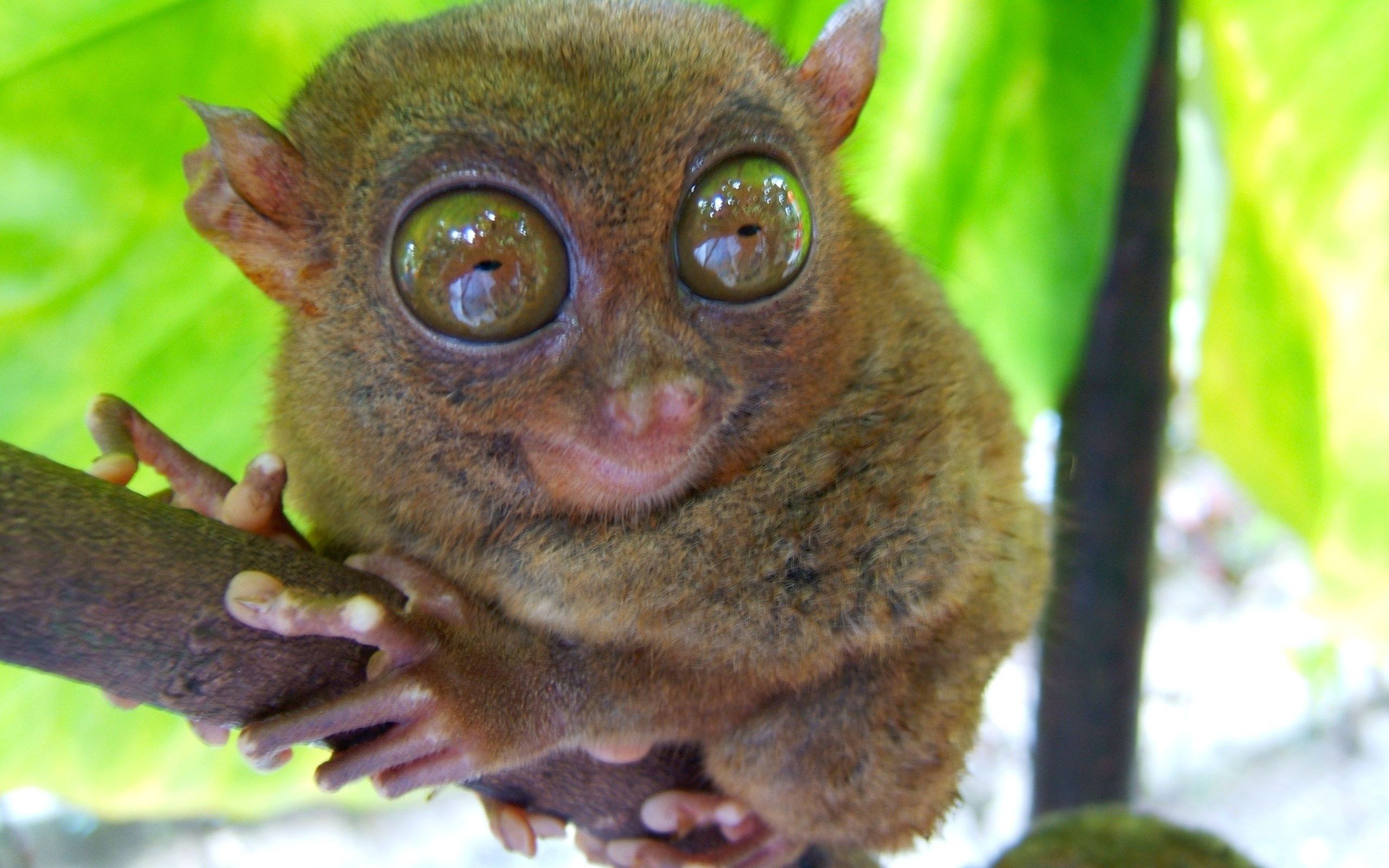 tarsier HD wallpaper, background