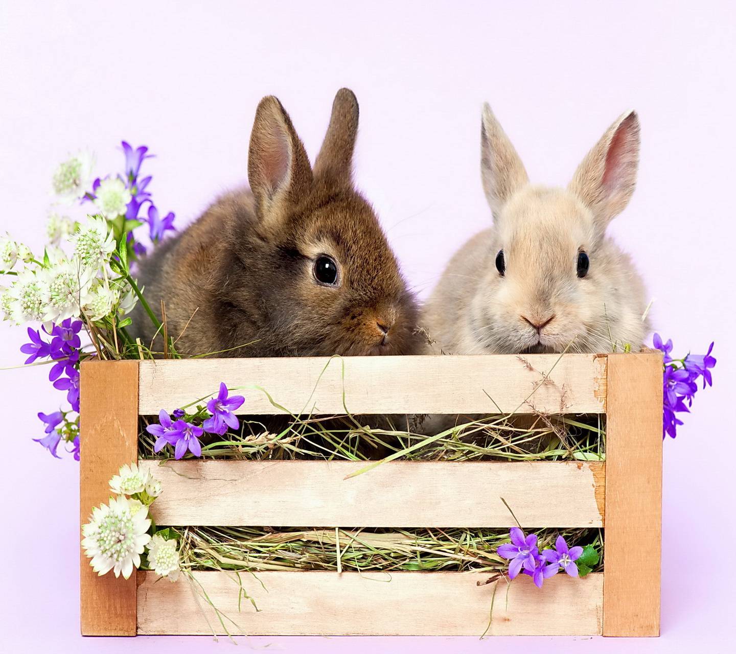 Spring Bunnies wallpaper
