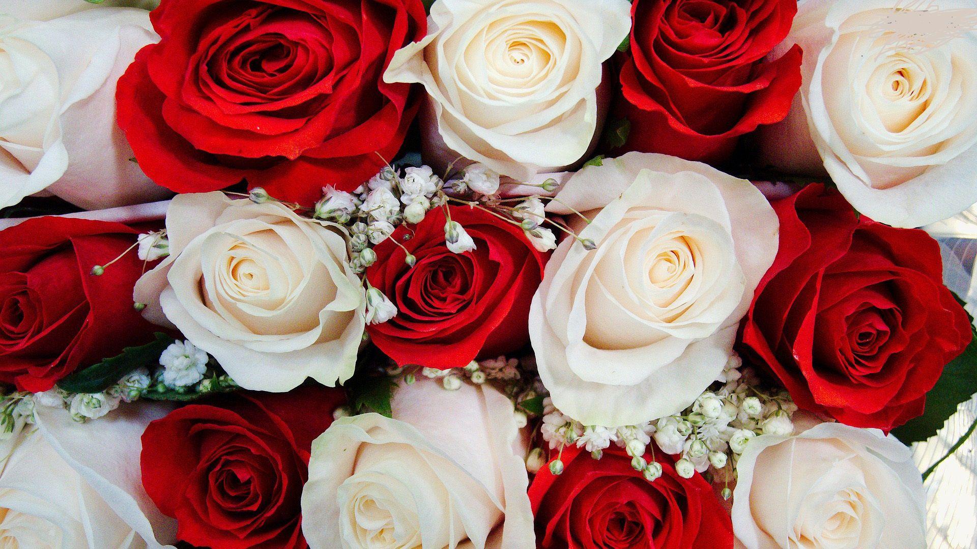 Red and White Roses Wallpaper