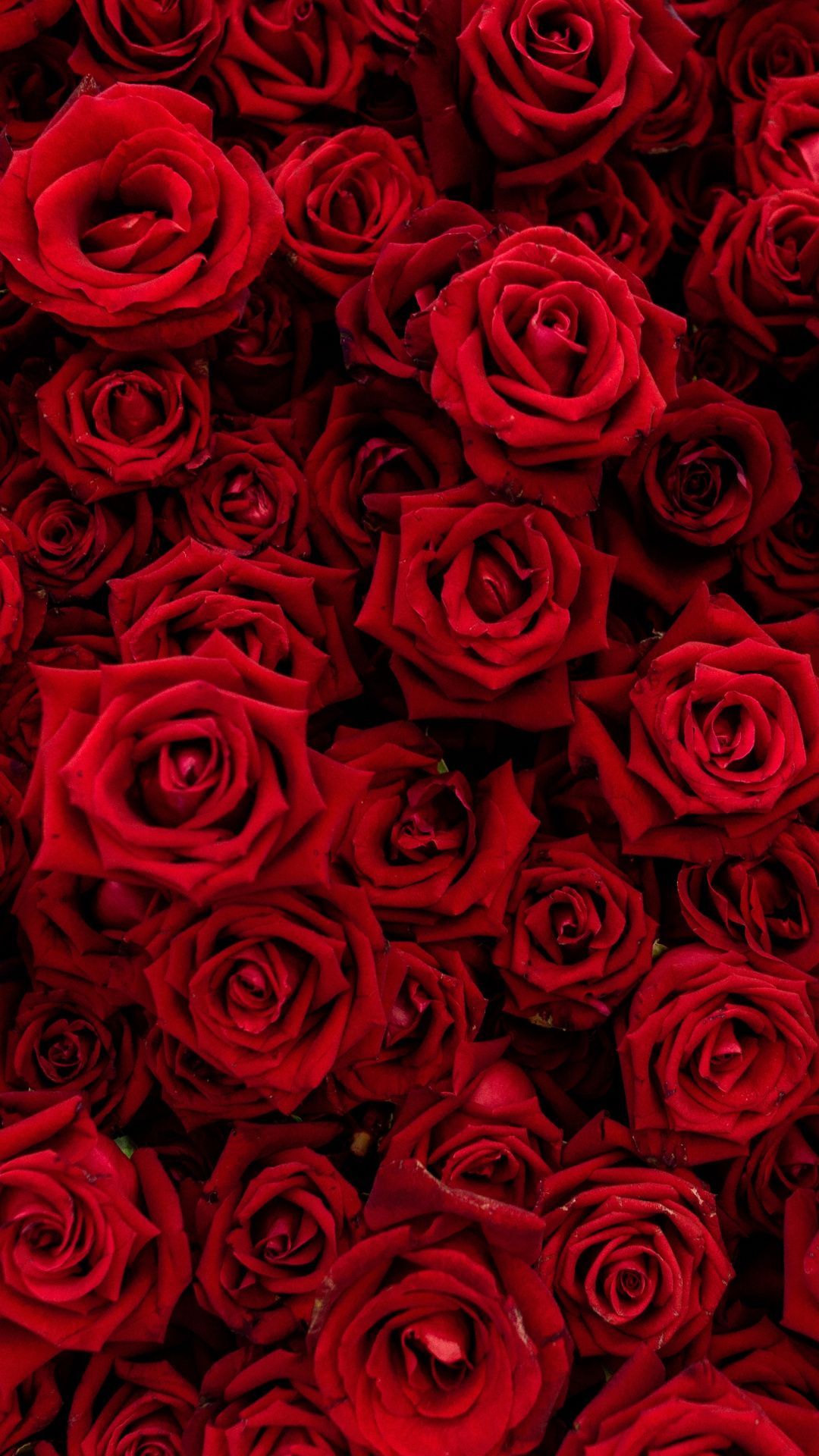Rose, bouquet, flowers, red, 1080x1920 wallpaper. Red aesthetic grunge, Red roses wallpaper, Flower iphone wallpaper