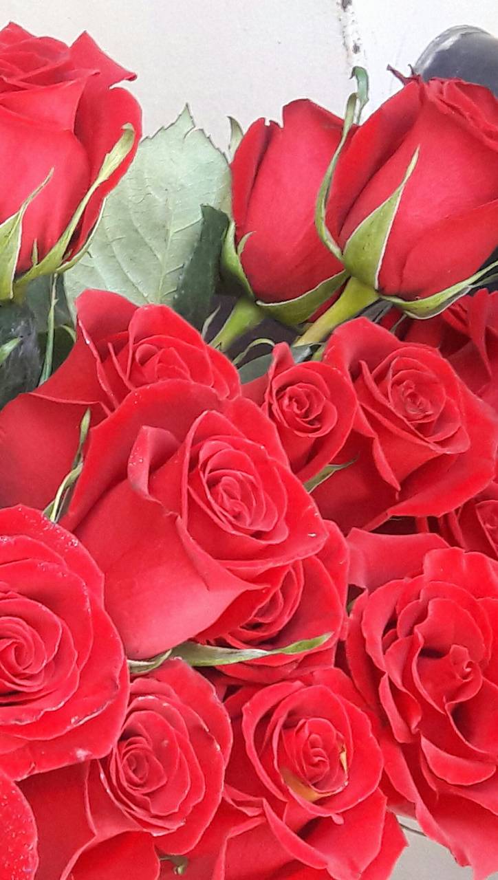 Romantic red roses wallpaper