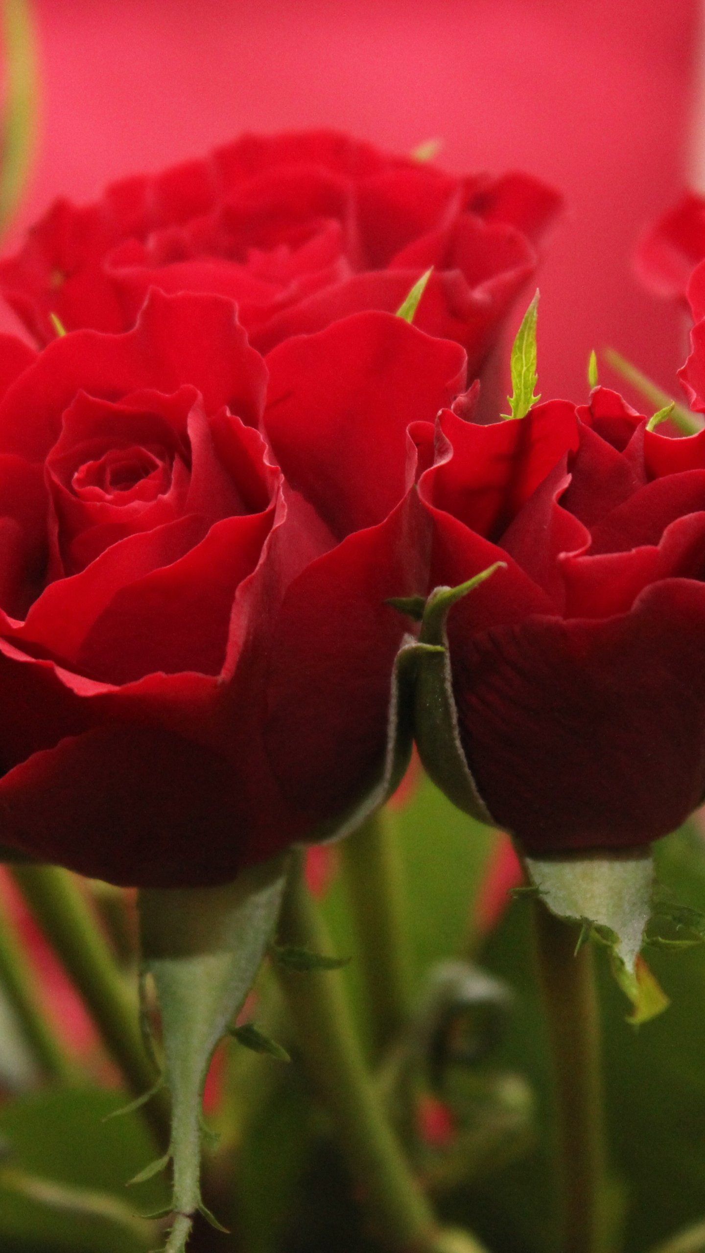 Red Roses Rose HD Wallpaper Portrait Wallpaper & Background Download