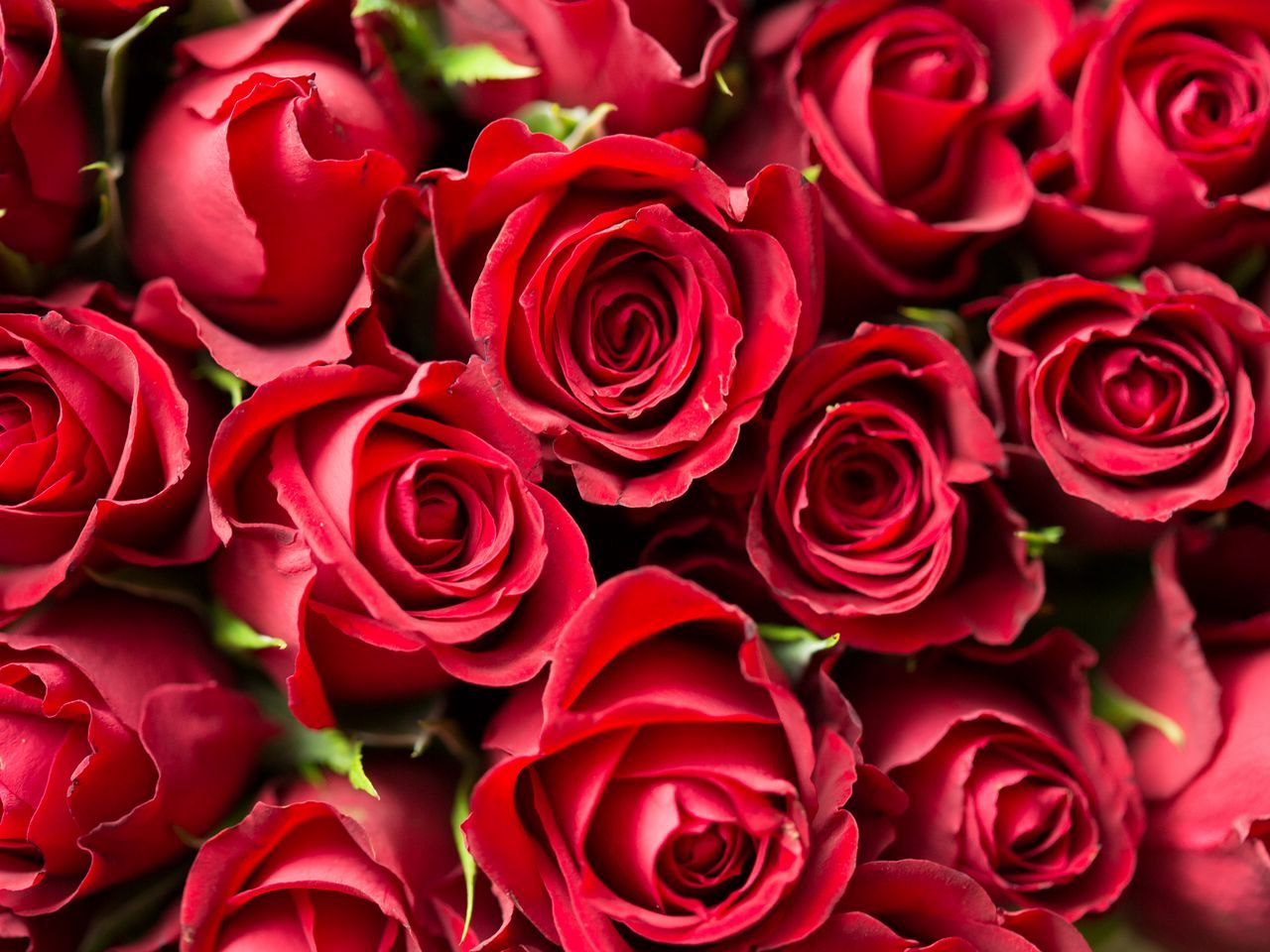 Download wallpaper 1280x960 roses, red, flowers, bouquet standard 4:3 HD background