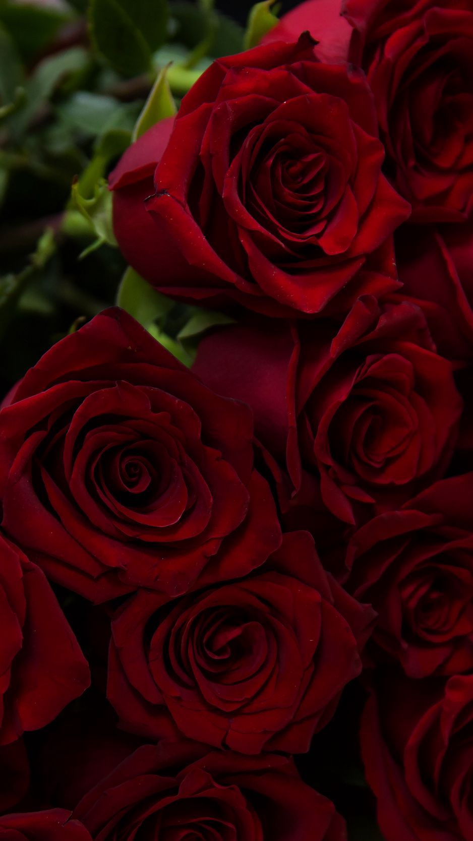 Download Wallpaper 938x1668 Roses, Red, Bouquet, Flowers Iphone 8 7 6s 6 For Parallax HD Background