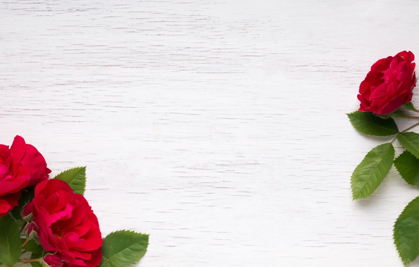 Wallpaper red, wood, flowers, roses, red roses image for desktop, section цветы