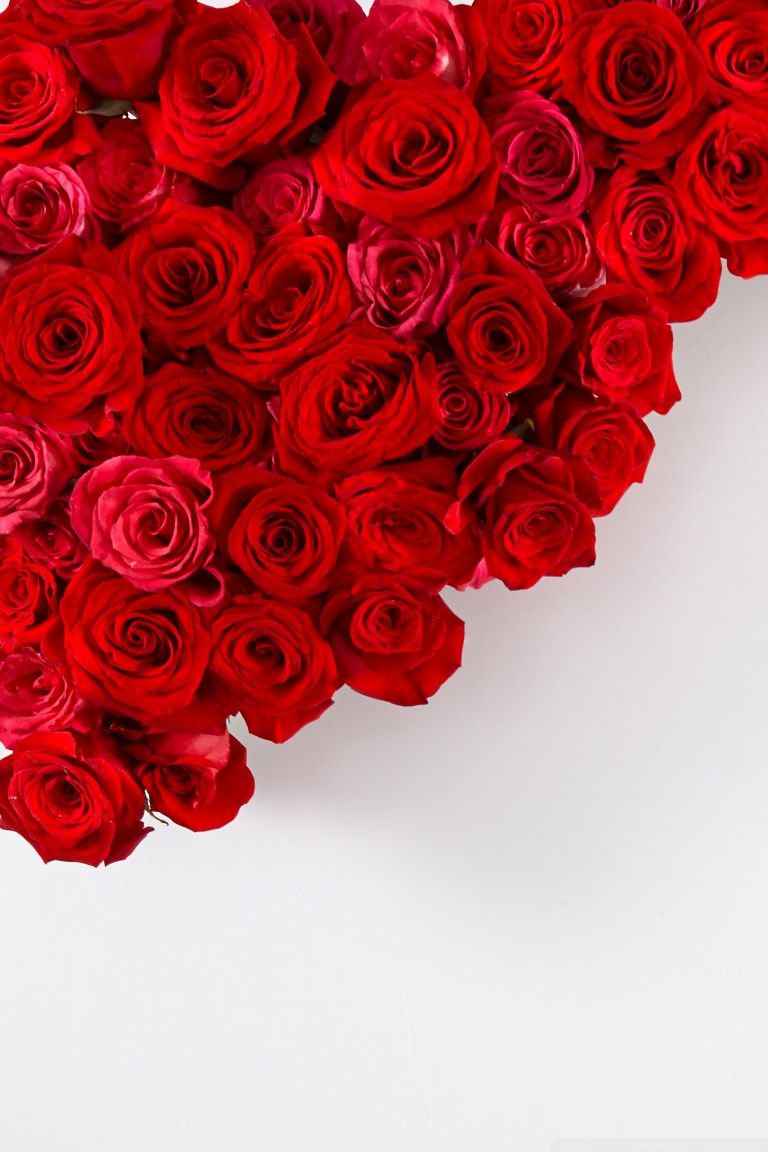 Roses Are Red Wallpapers Wallpaper Cave