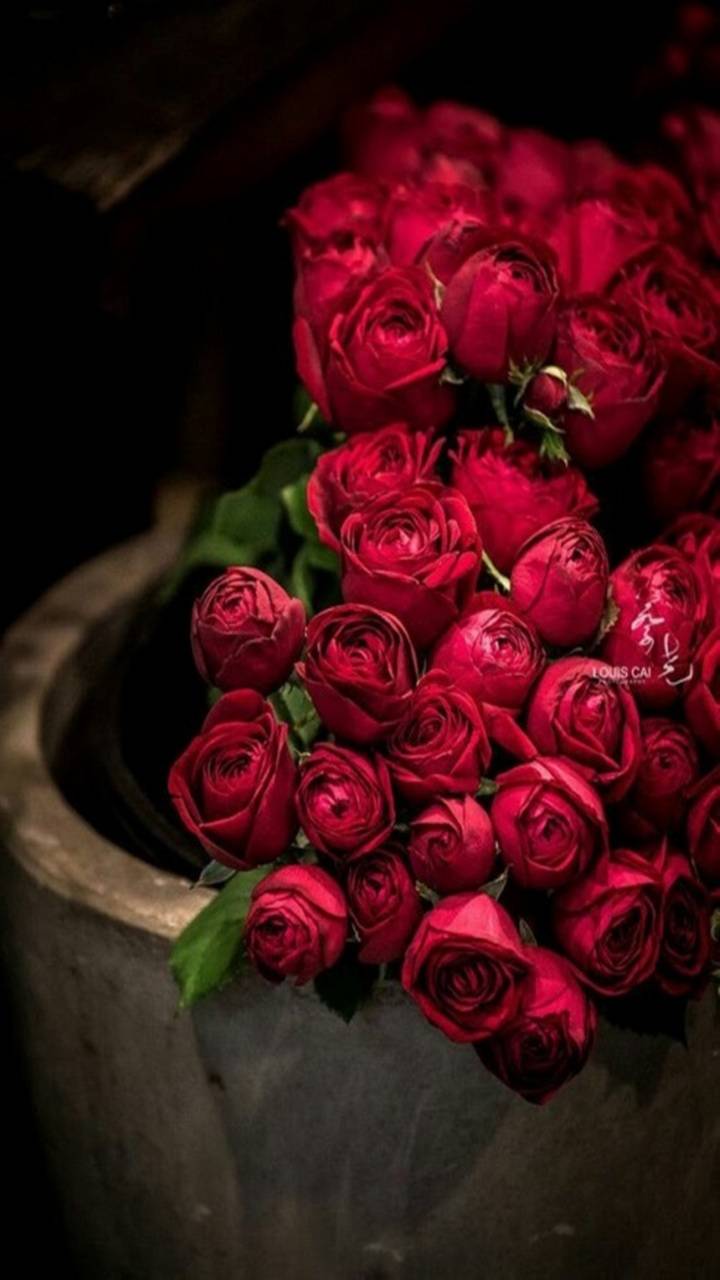 [ HQ ] Red Rose Wallpaper, Image [ Best Collection ] Quotes