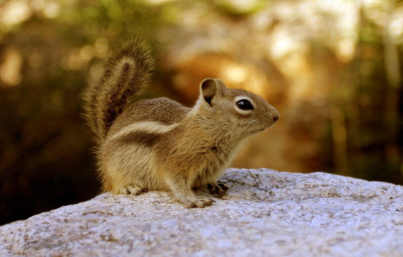 Baby Chipmunk Wallpaper