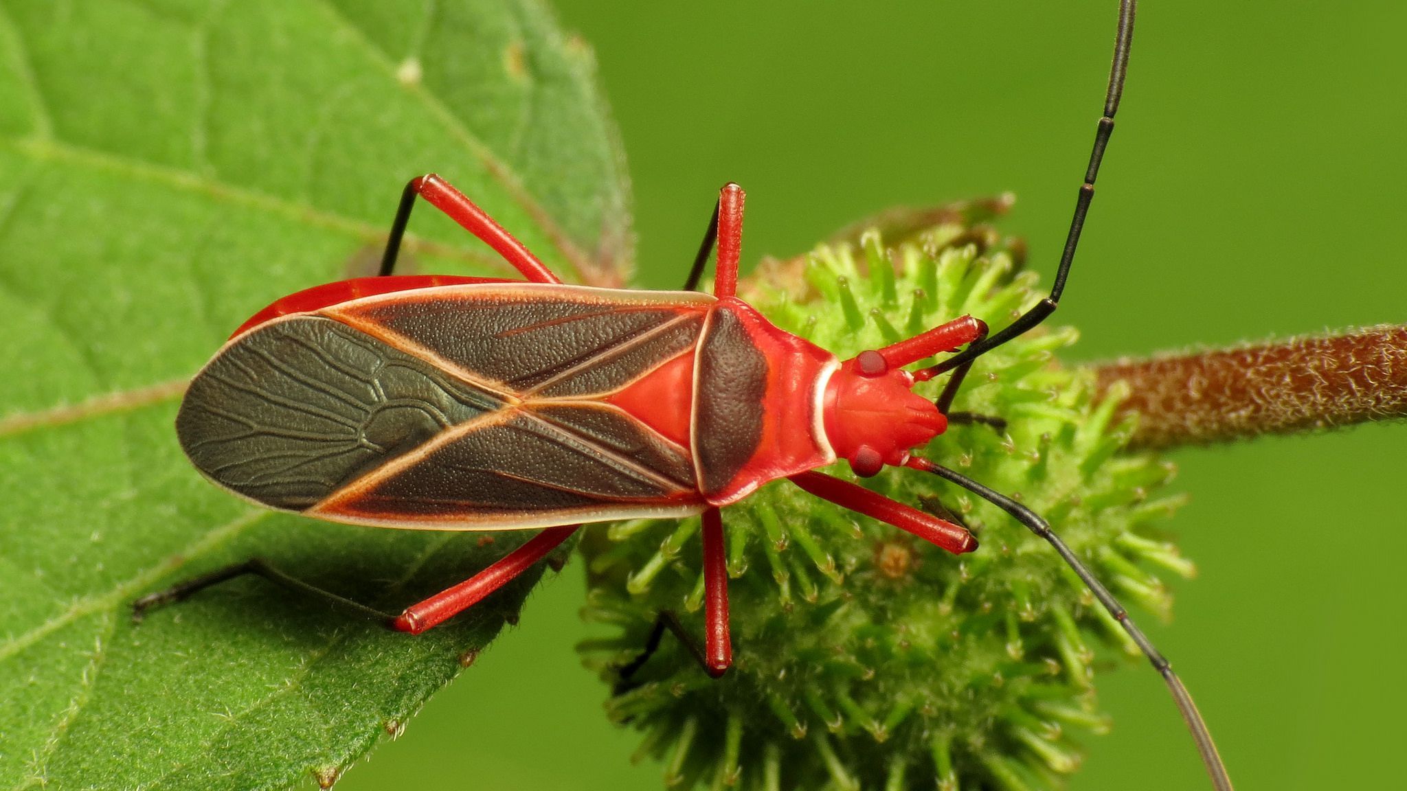 Stunning Red and Black Garden Bugs