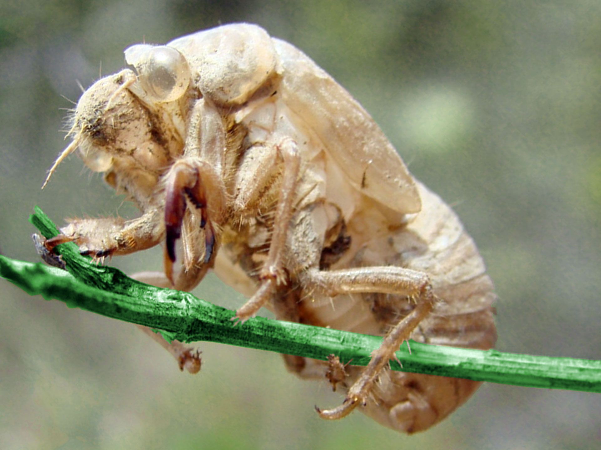 Cicada Larvae Photo