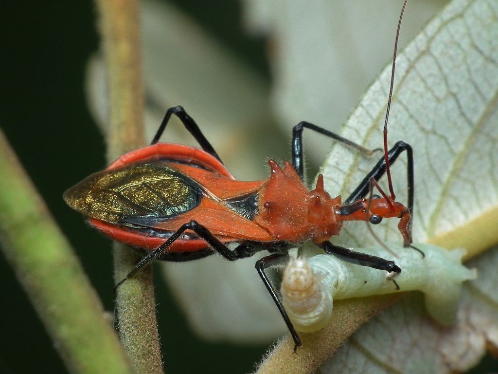 These 10 Bugs Found in Missouri Will Send Shivers Down Your Spine
