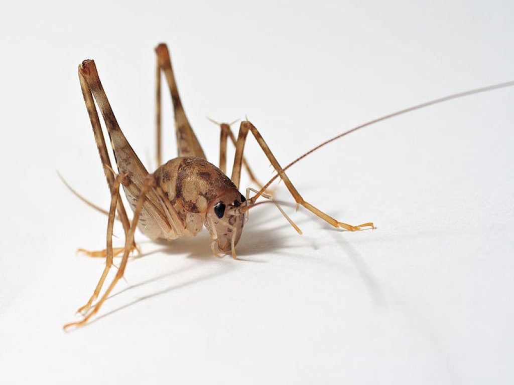 Stop Camel Crickets From Invading Your Home. Malverne, NY Patch