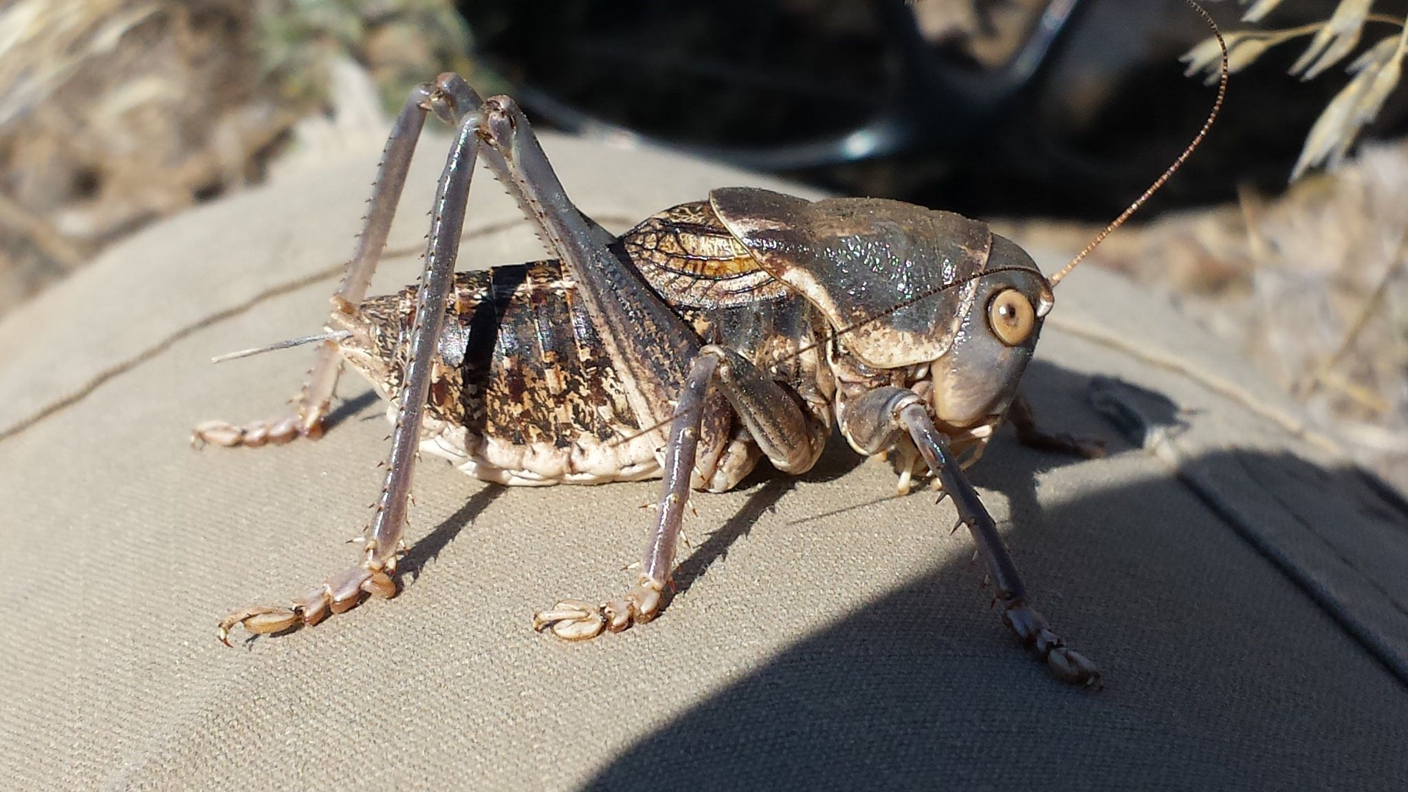 These 14 Bugs Found in Utah Will Send Shivers Down Your Spine