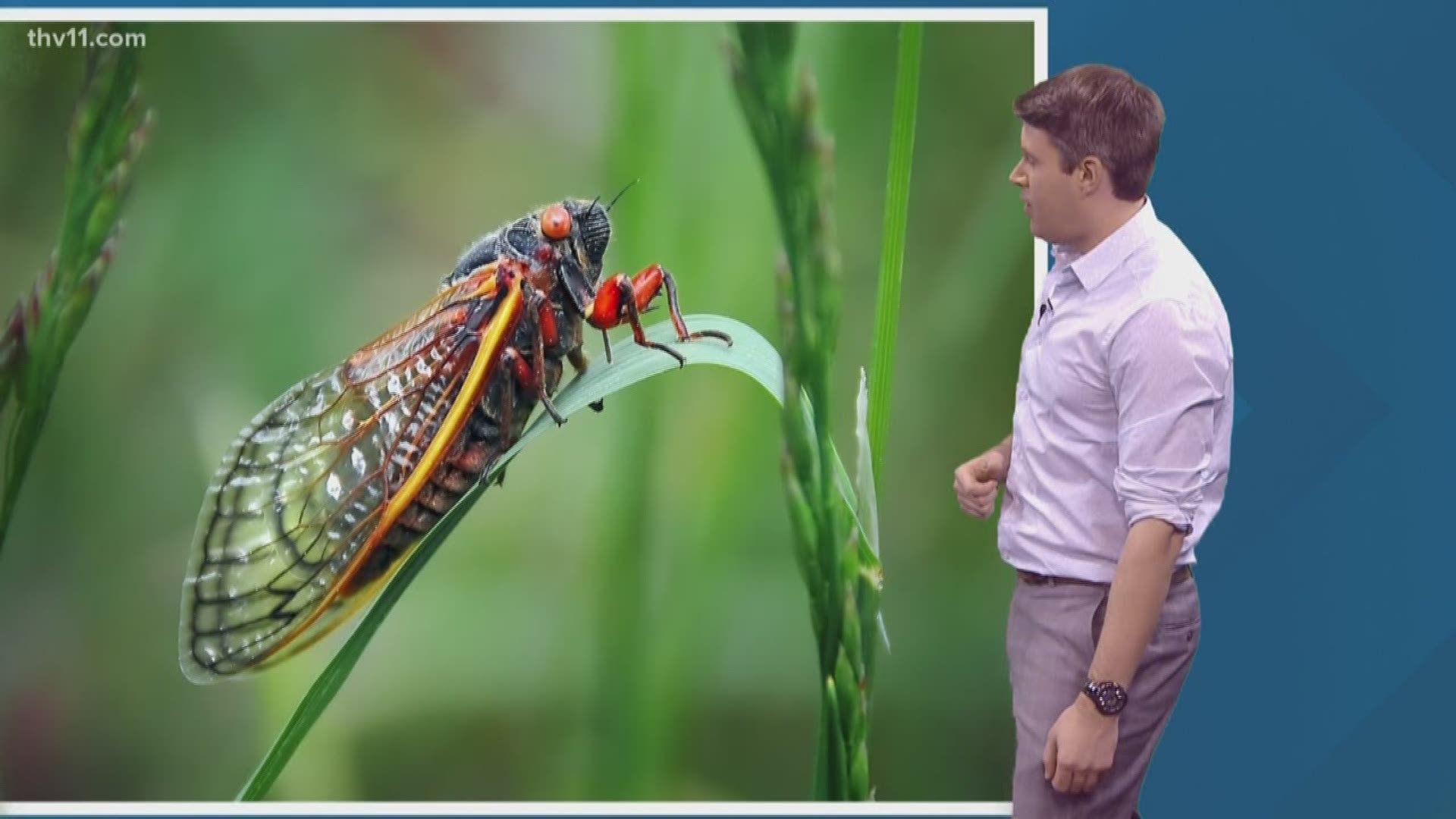 Everything you need to know about cicadas in Arkansas