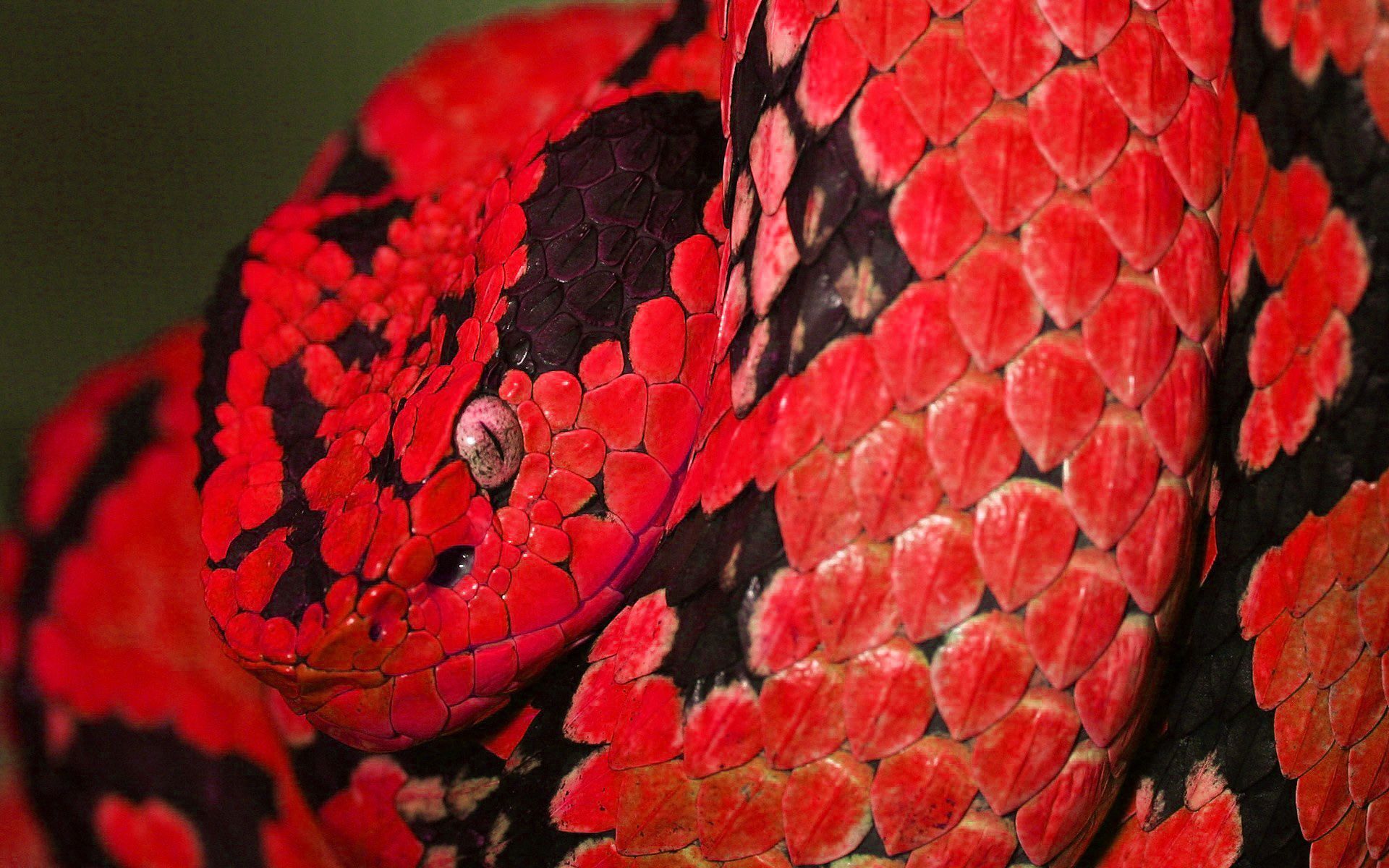 Red Snake Wallpaper Background Wallpaper Cool Snake Background Backgroundblue Coffee Corn Black Clipart B. Snake Wallpaper, Animal Wallpaper, Red And Black Snake