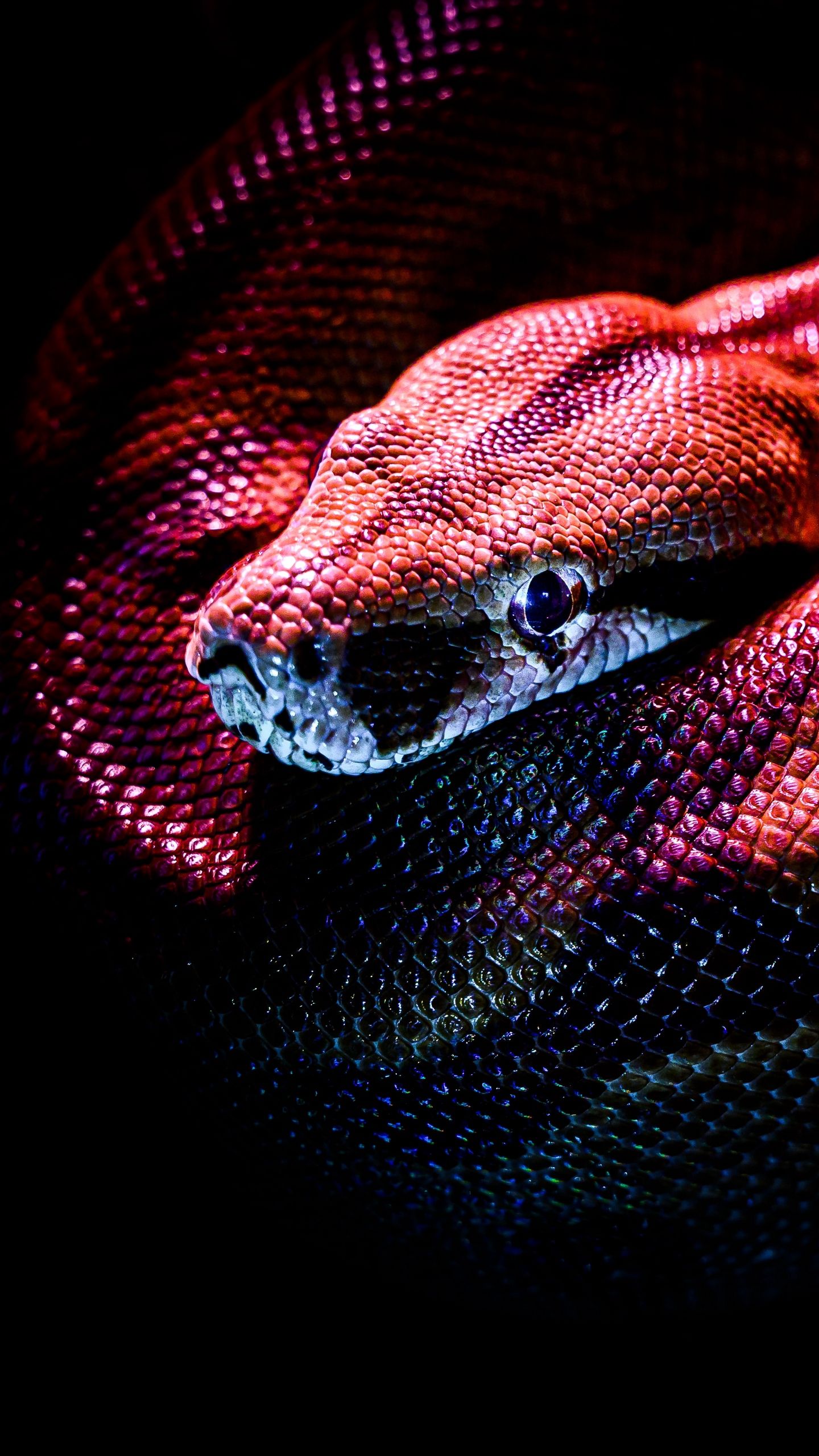 Wallpaper Snake, Reptile, Red, Dark, Scales - Змея Обои На Айфон