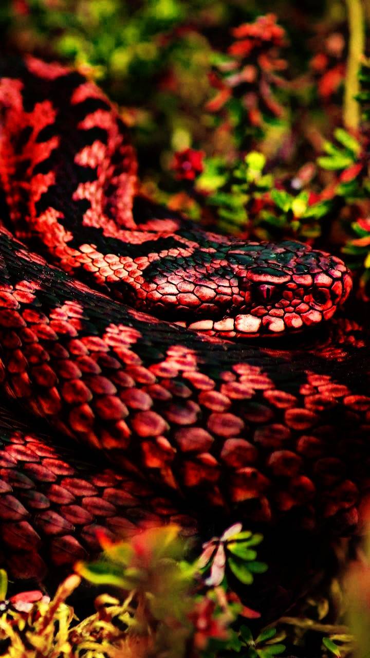 Red Snake Image  HD Wallpapers