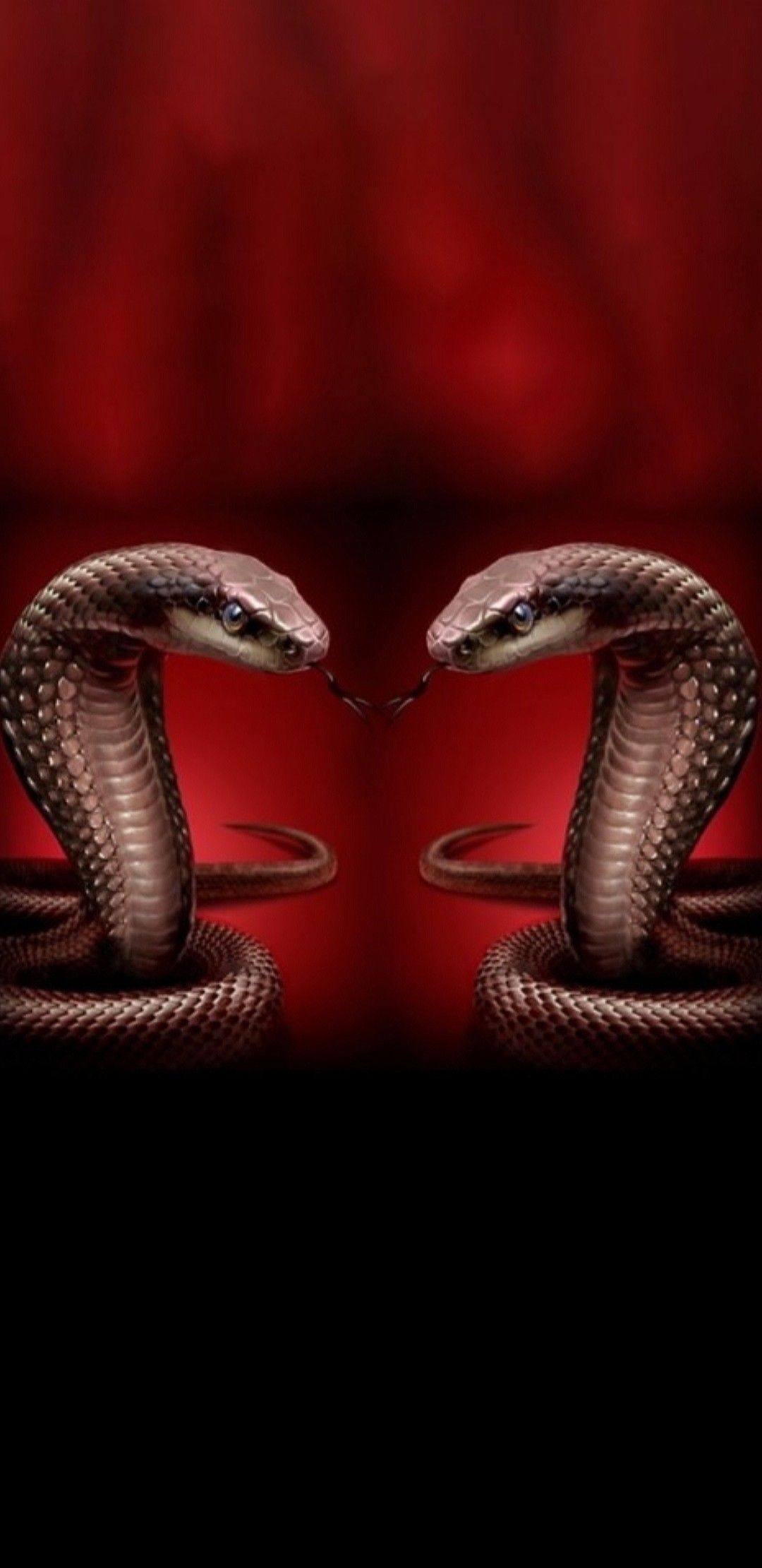 Red Snakes Black and Red Snake HD wallpaper  Pxfuel