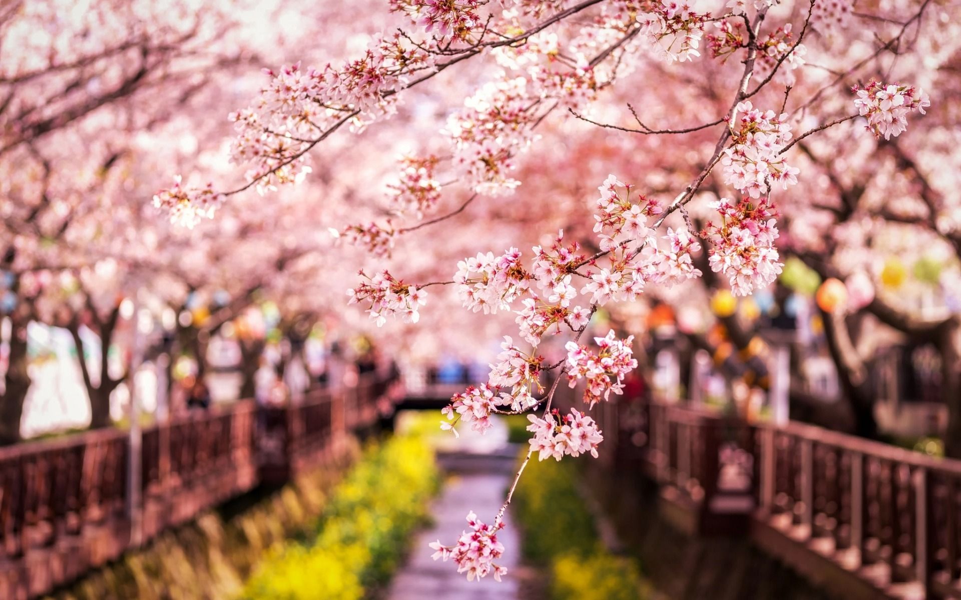Download wallpaper spring, sakura, Japan, cherry branches, spring landscape, cherry orchard for desktop with resolution 1920x1200. High Quality HD picture wallpaper
