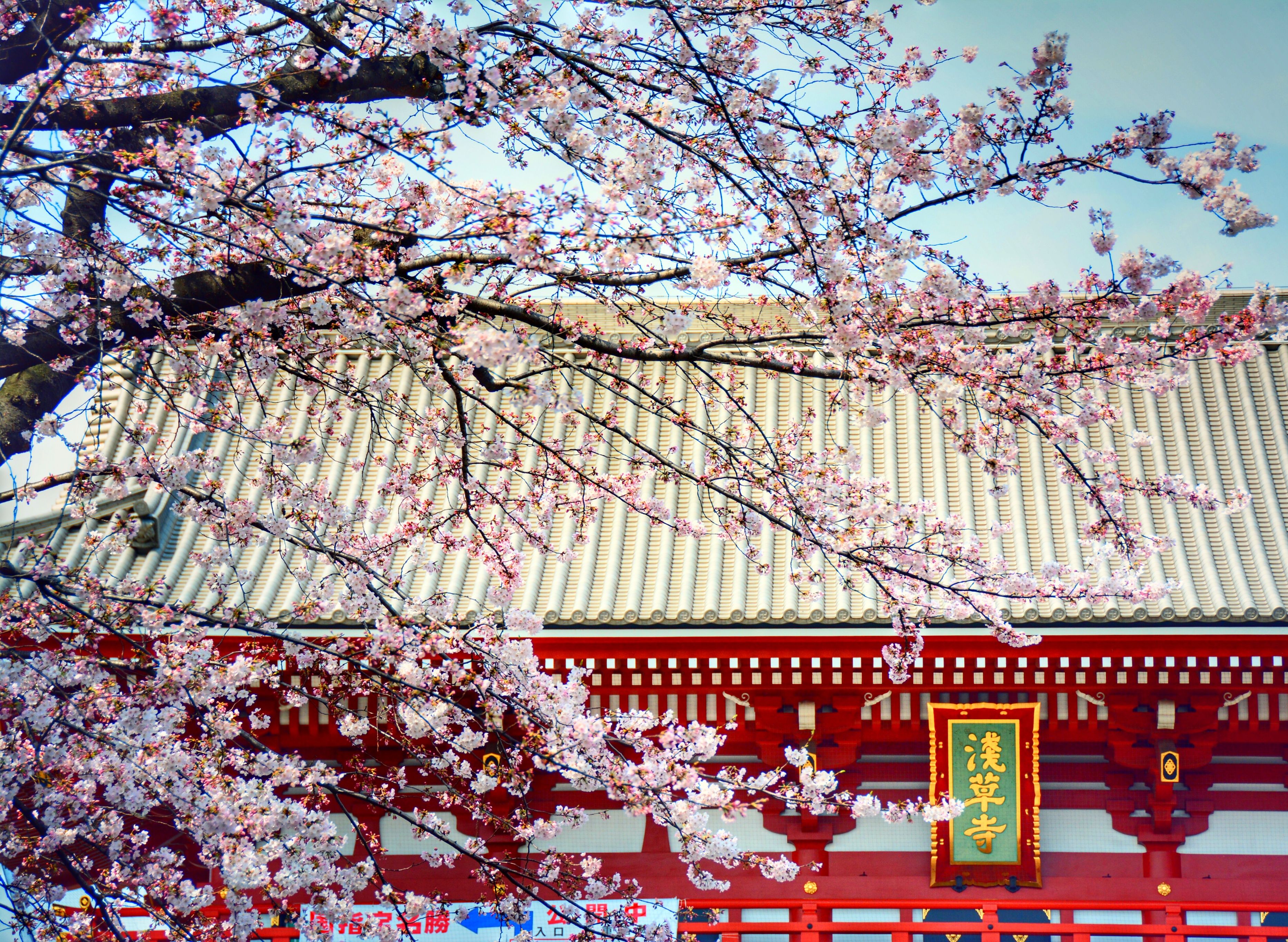 Wallpaper, pink, Japan, cherry, landscape, temple, sensoji, Tokyo, spring, flickr, blossoms, sightseeing, pastels, cherryblossoms, Asakusa, attractions, touris, sensojitemple, R 3733x2730