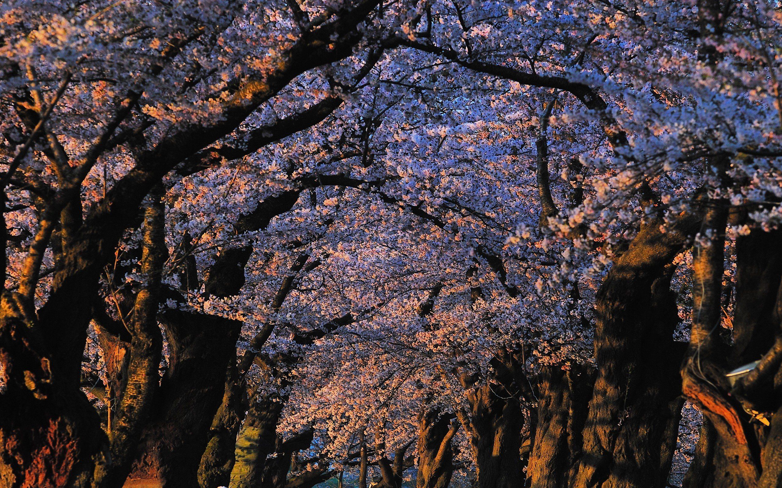 japan, Landscapes, Nature, Trees, Blossoms, Sunlight, Blossom Wallpaper HD / Desktop and Mobile Background