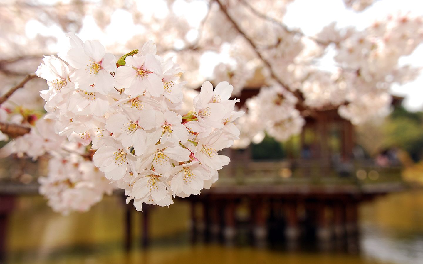 Download Spring In Japan Landscape Wallpaper 1440x900