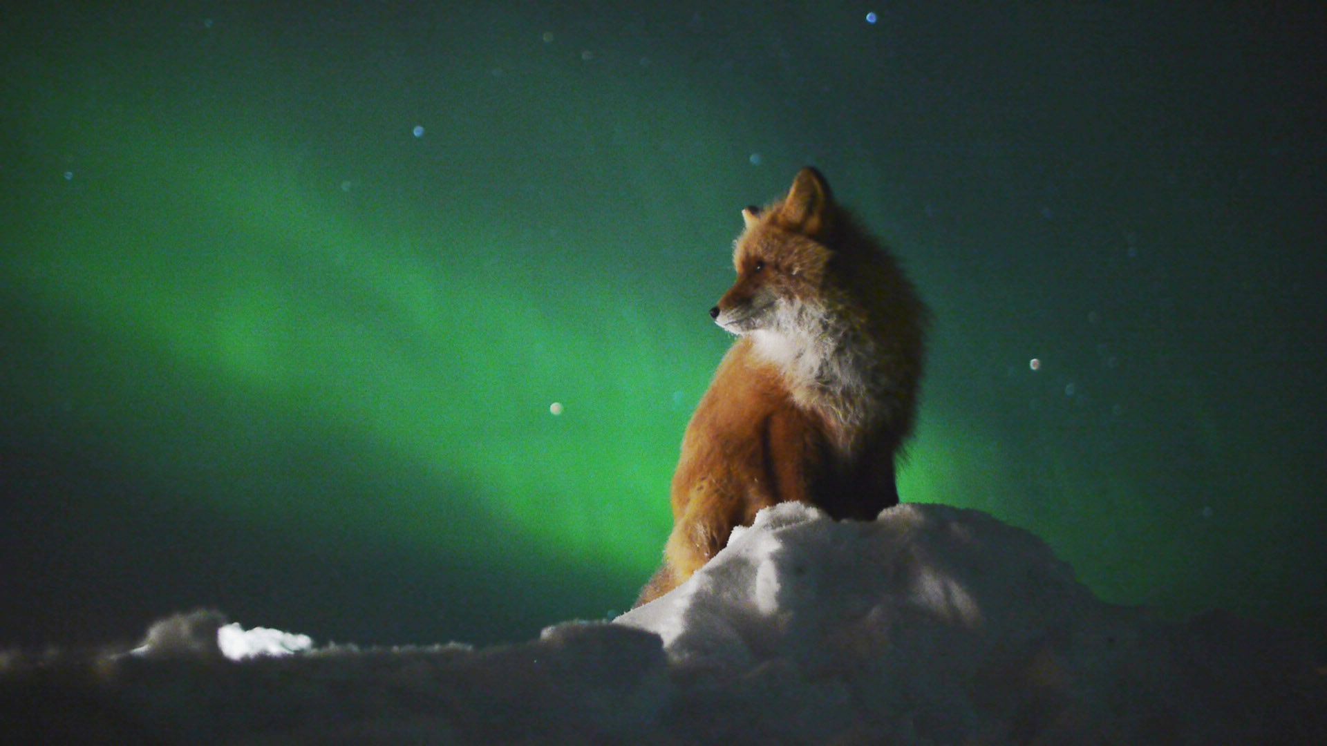 Fox & Northern Lights in Russia. Northern lights tattoo, Northern lights, Arctic fox