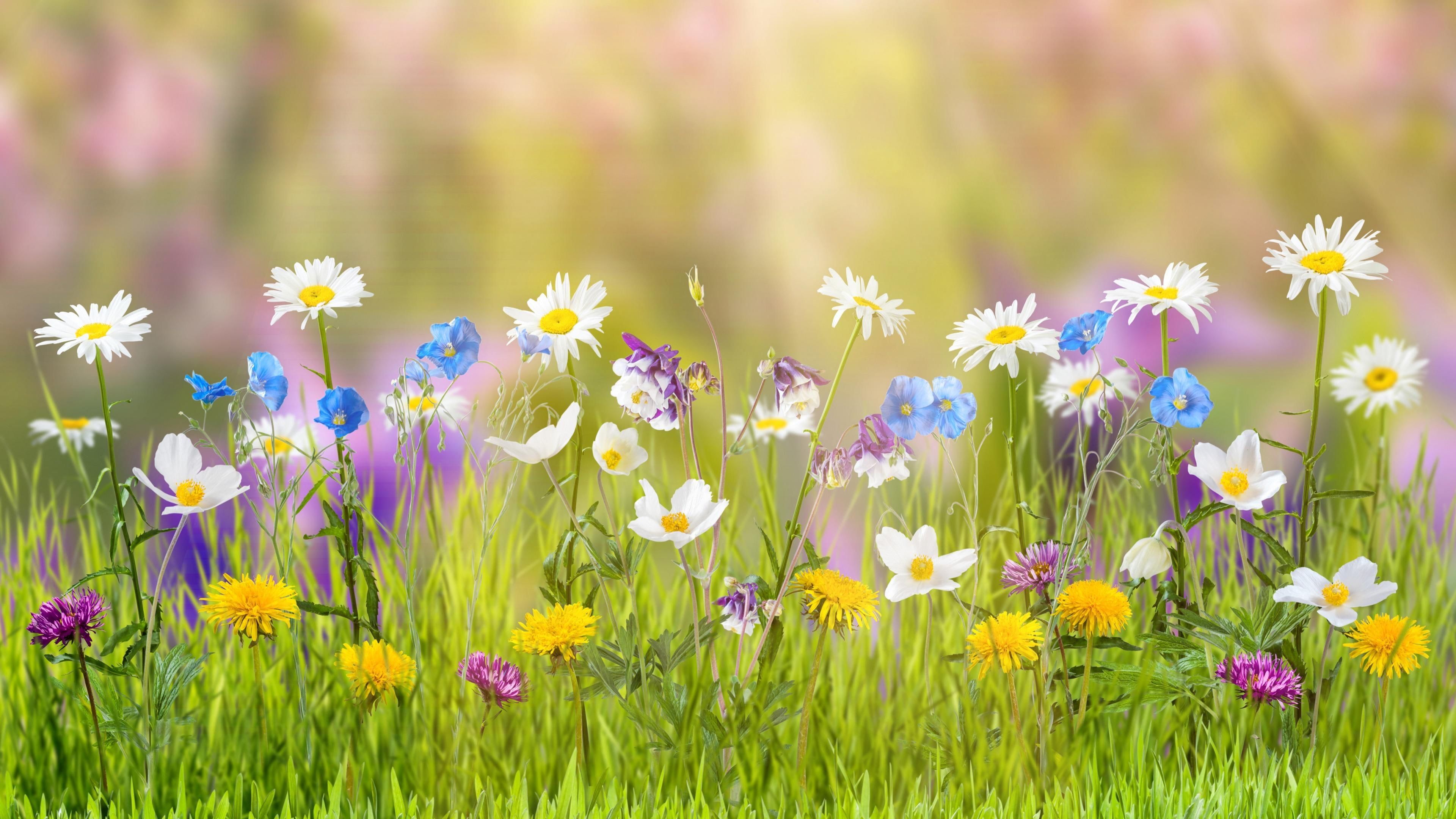 Springtime Meadow Wallpapers - Wallpaper Cave