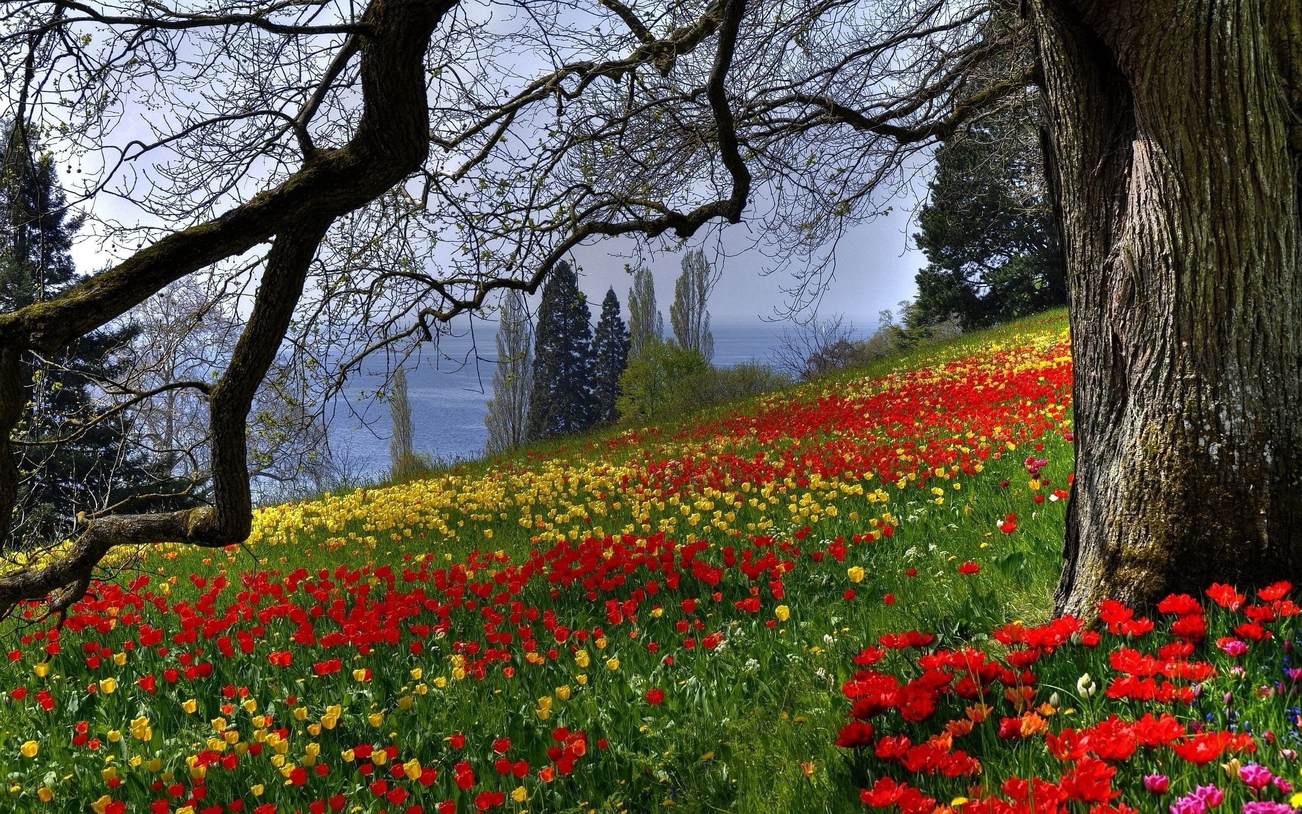 Spring Meadow Wallpaper background picture