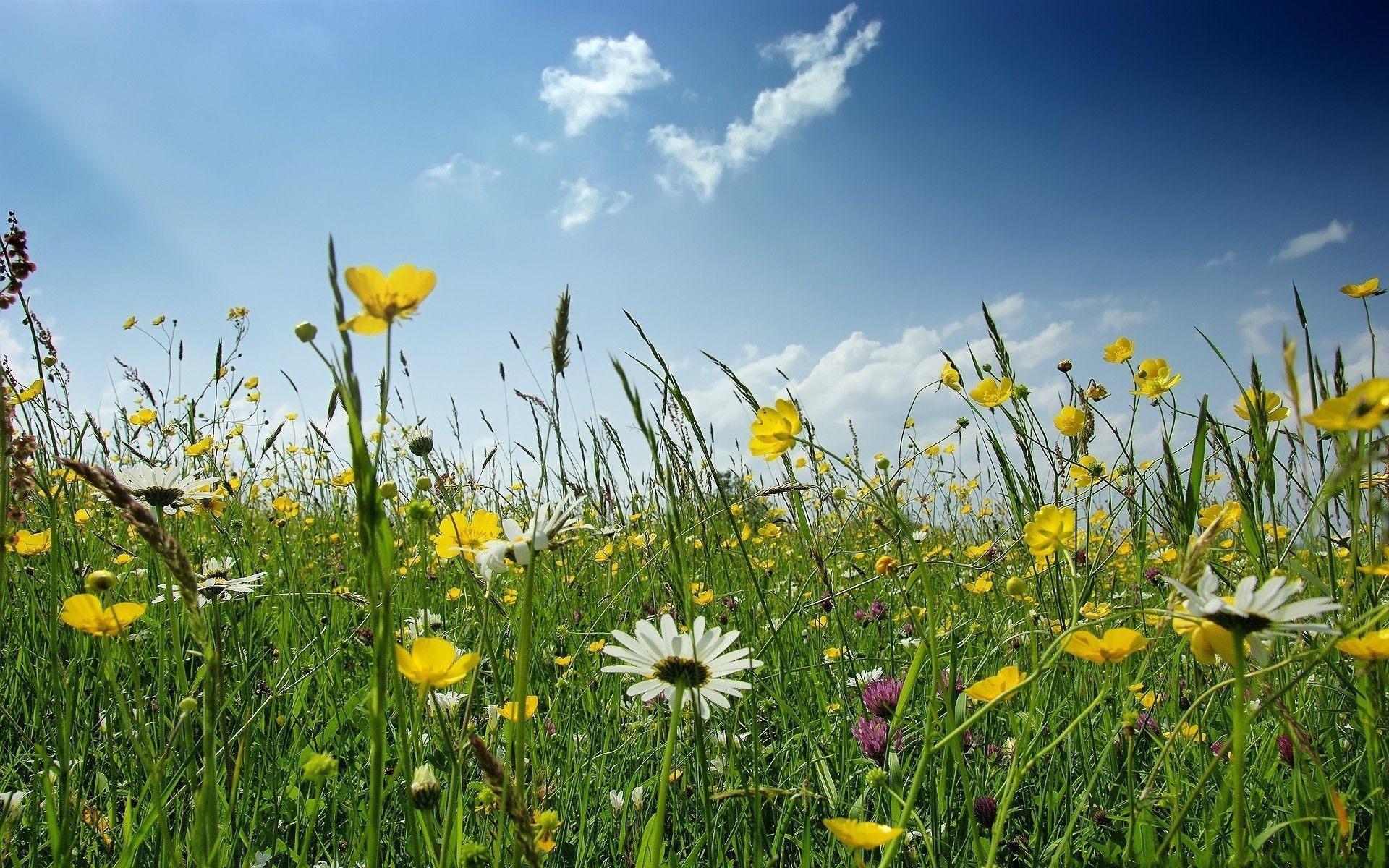 spring field wild flowers picture Image Search Results. Spring flowers background, Spring flowers wallpaper, Spring wallpaper