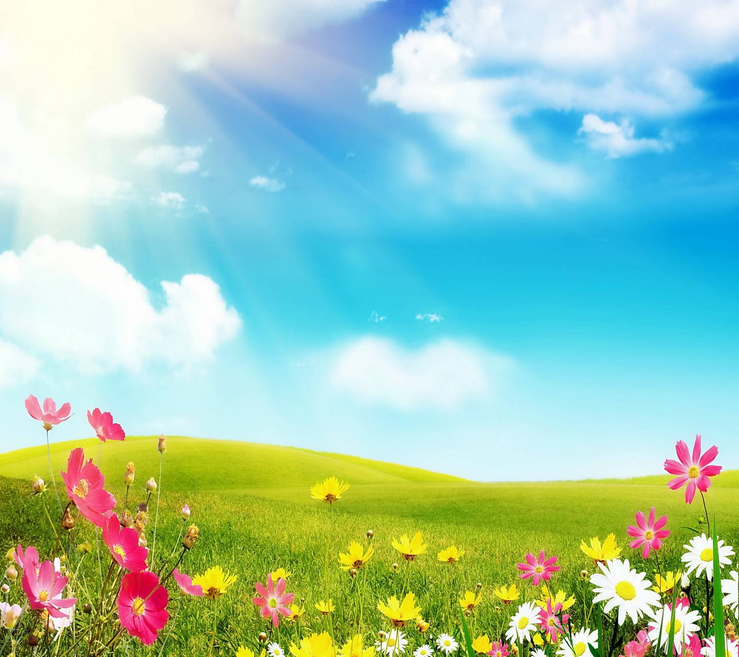 Spring Meadow wallpaper