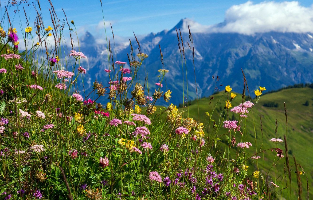 Wallpaper summer, flowers, mountains, nature, tops, spring, meadow, field, different, blooming image for desktop, section пейзажи