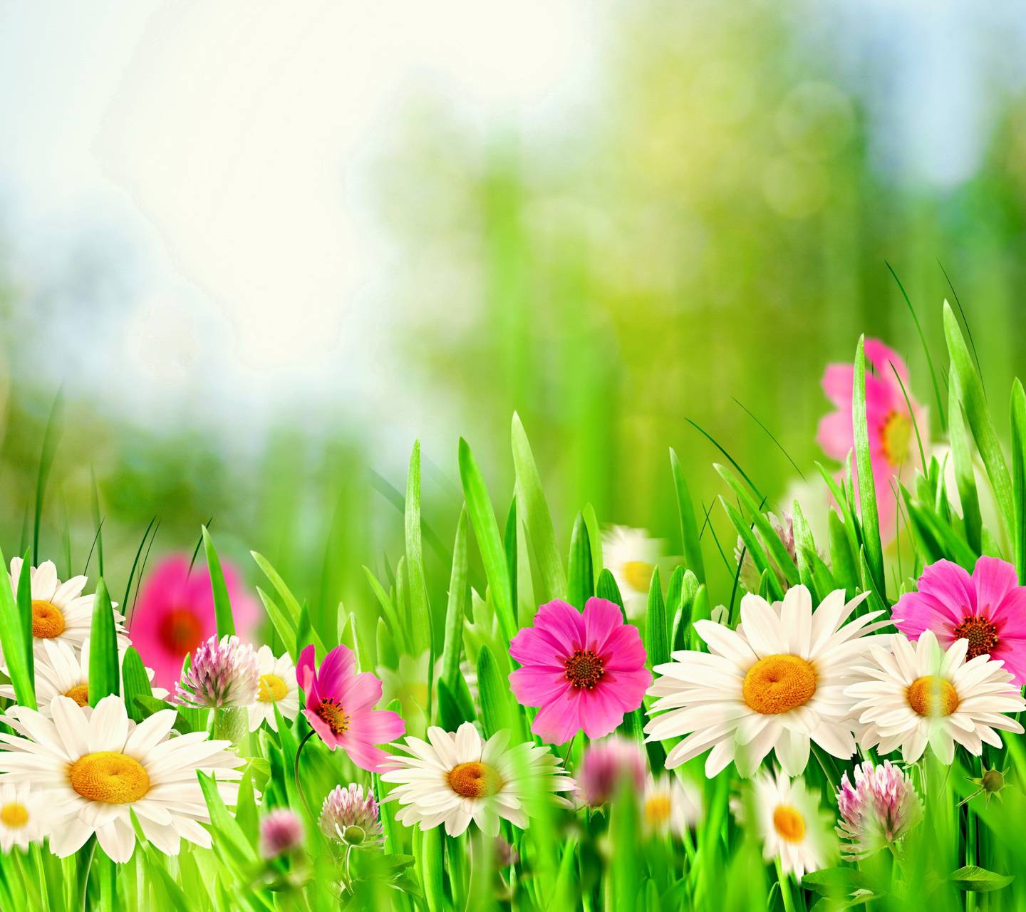 Spring Meadow wallpaper
