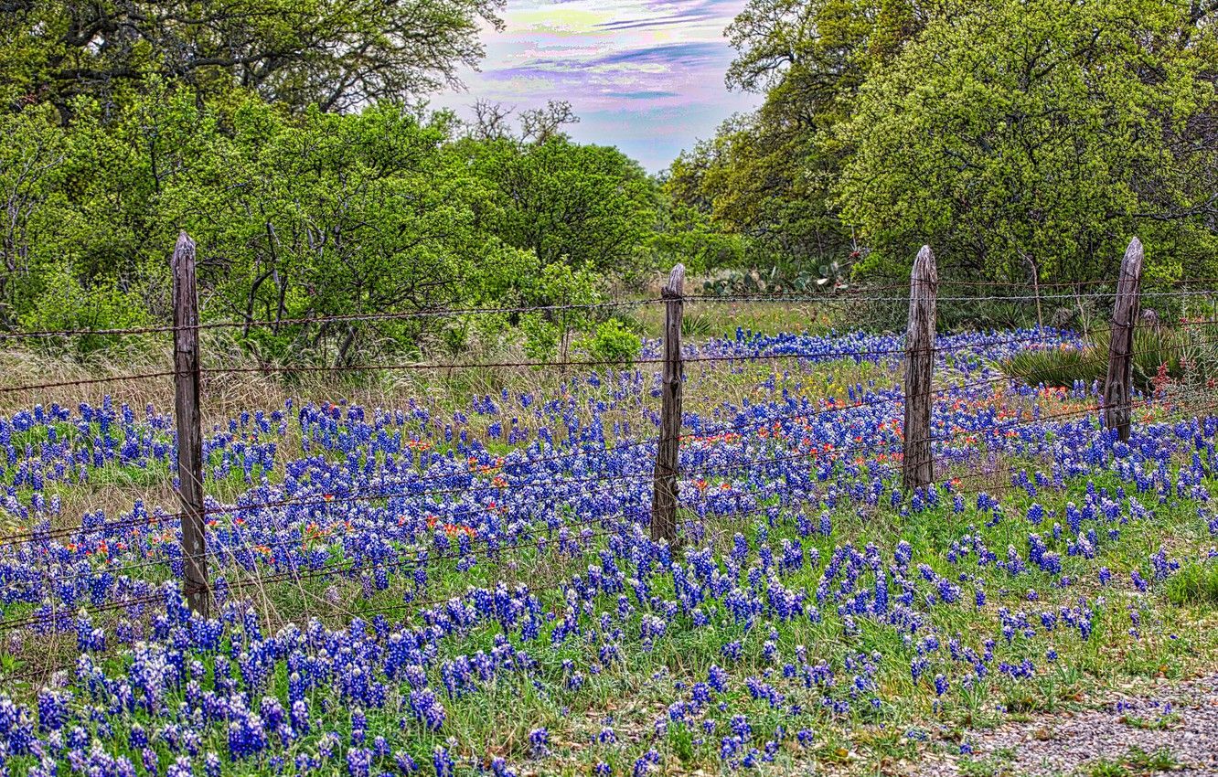Wallpaper flowers, HDR, spring, meadow image for desktop, section пейзажи