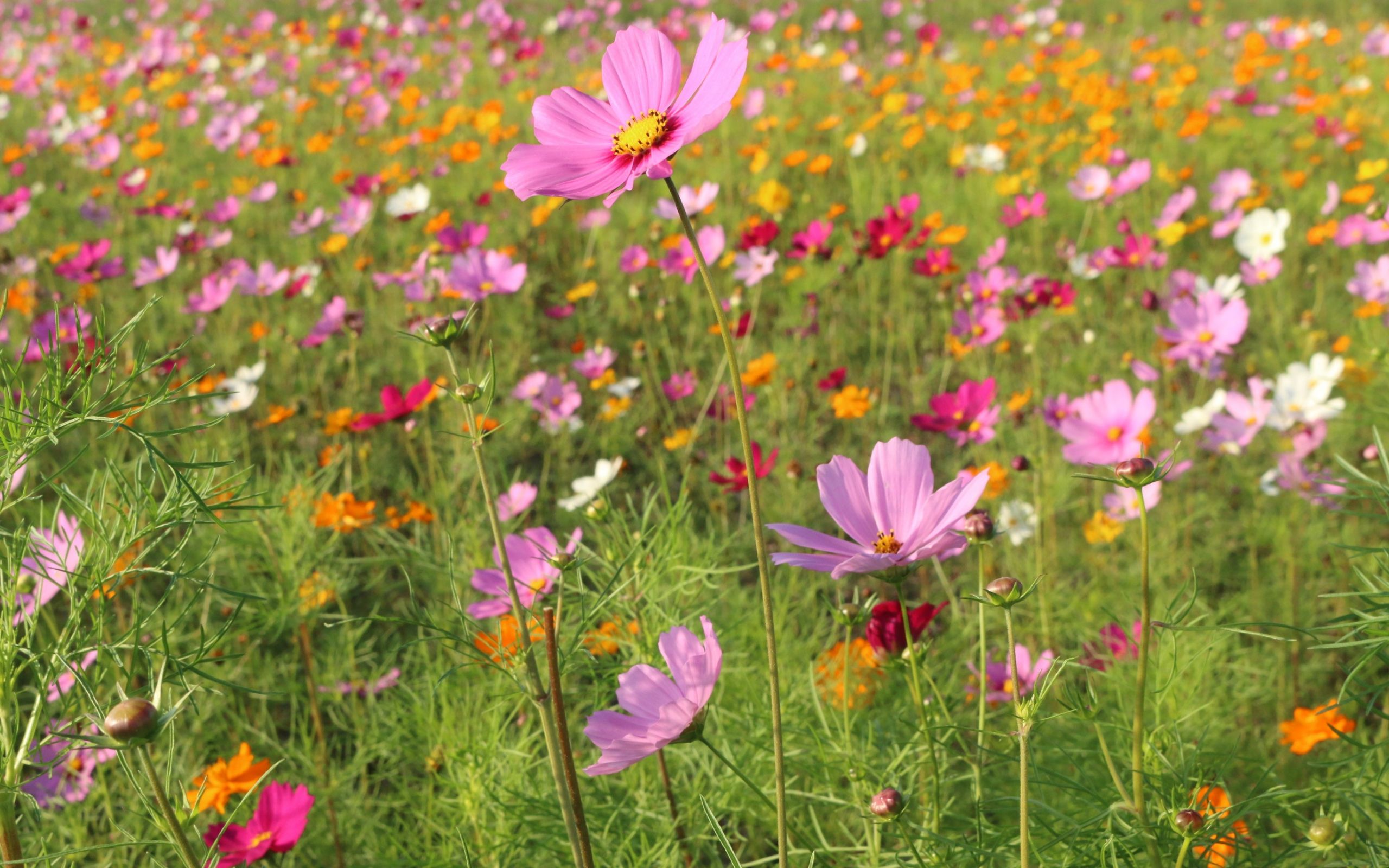 Desktop Wallpaper Wild Flowers, Spring, Meadow, Plants, HD Image, Picture, Background, 664f40