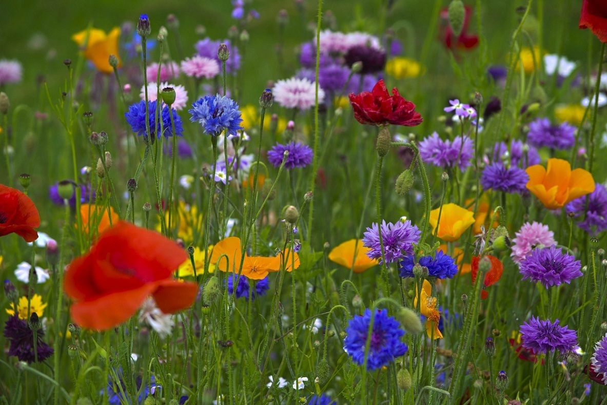 spring meadow. Beautiful flowers, Flowers, Spring flowers