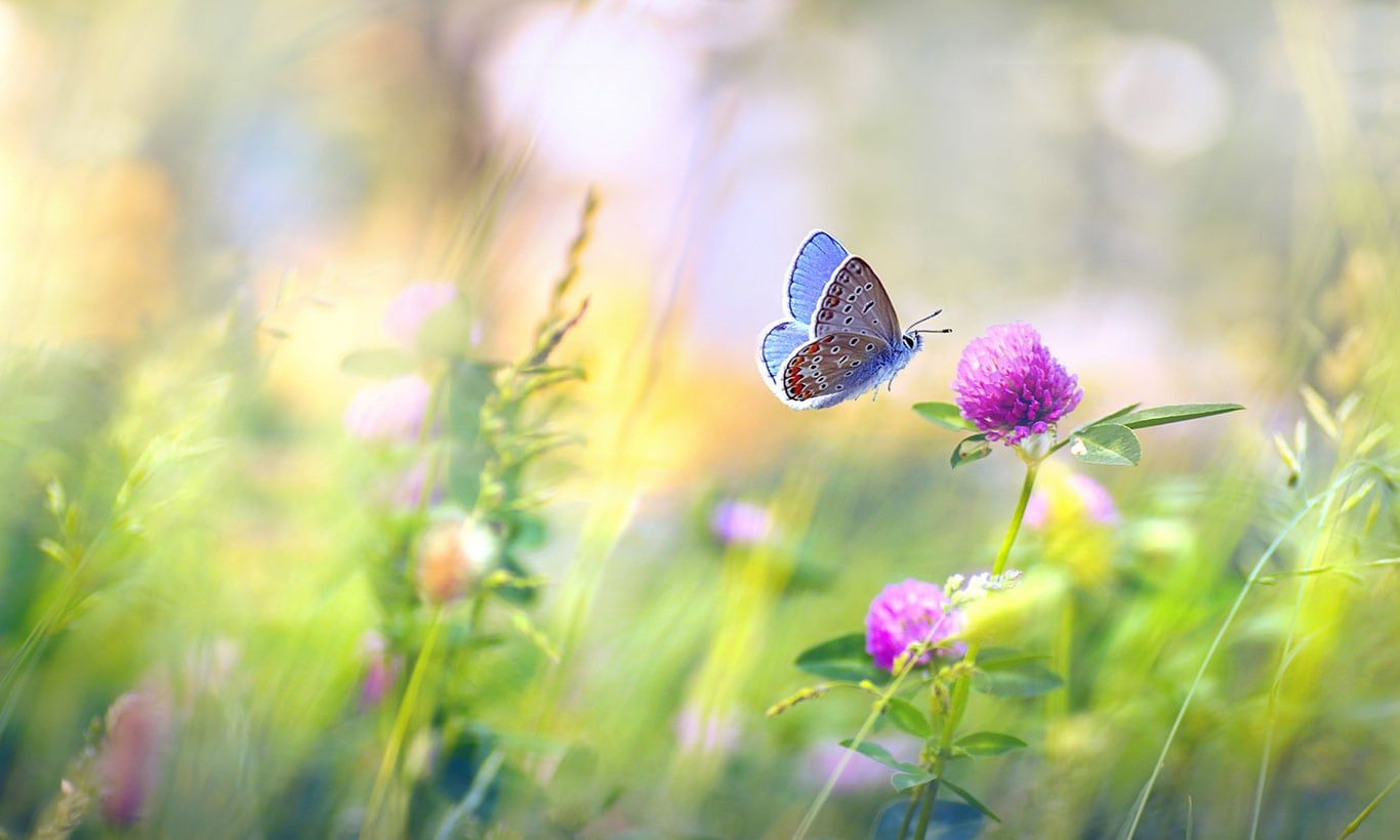 Spring Meadow Butterflies Wallpaper Mural
