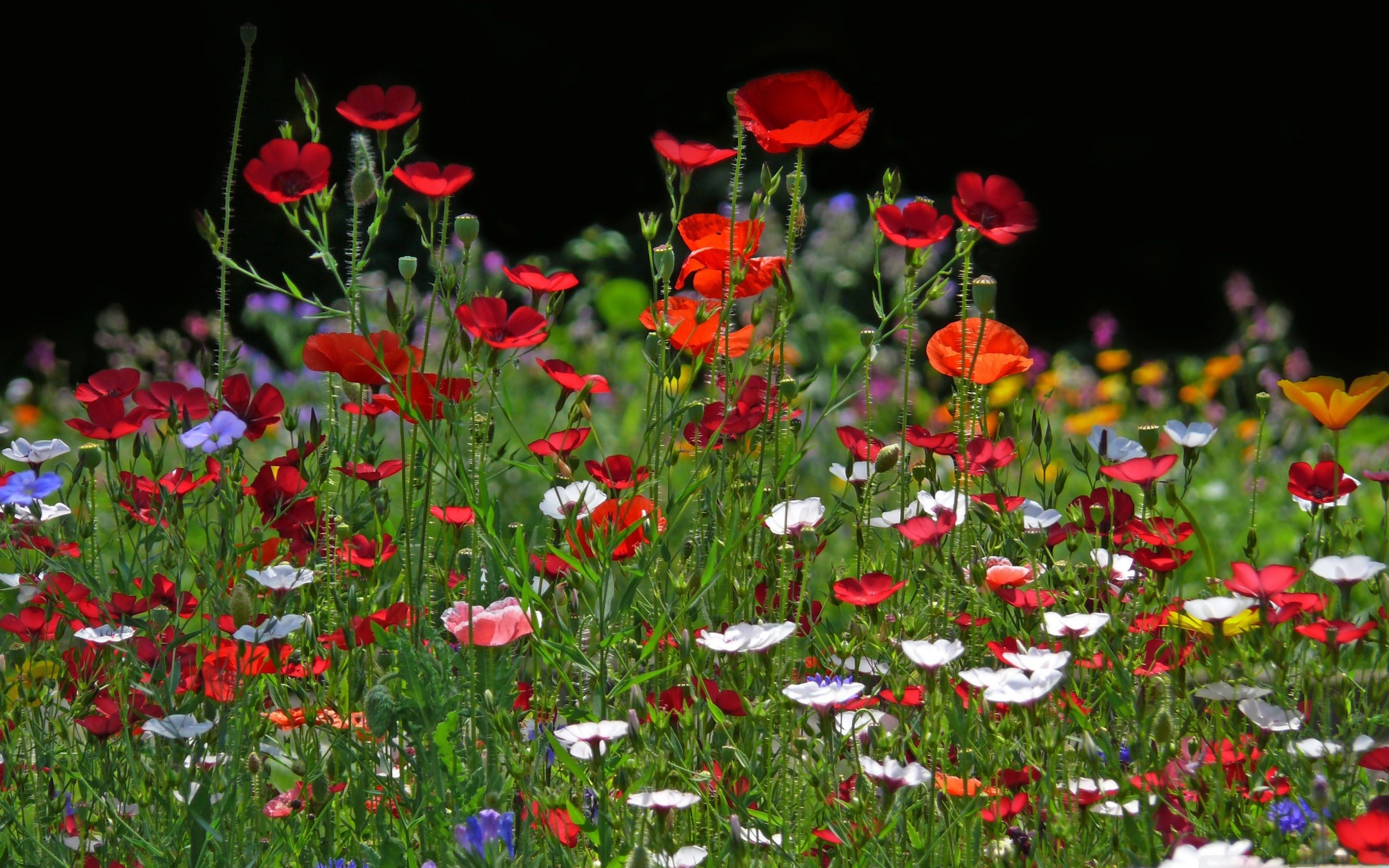 Spring Meadow Flowers MacBook Air Wallpaper Download