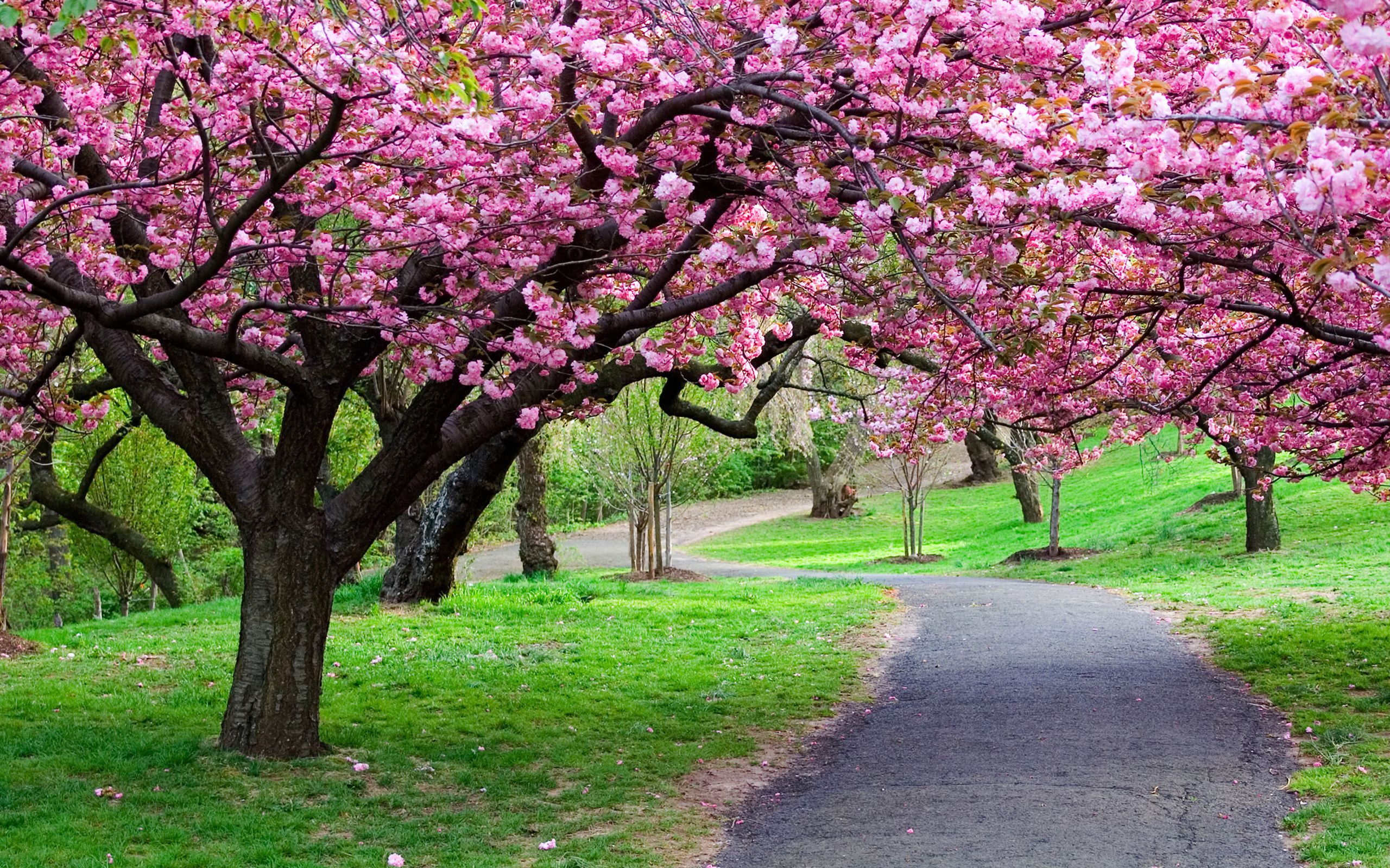 Beautiful Nature Spring Desktop Background Wallpaper