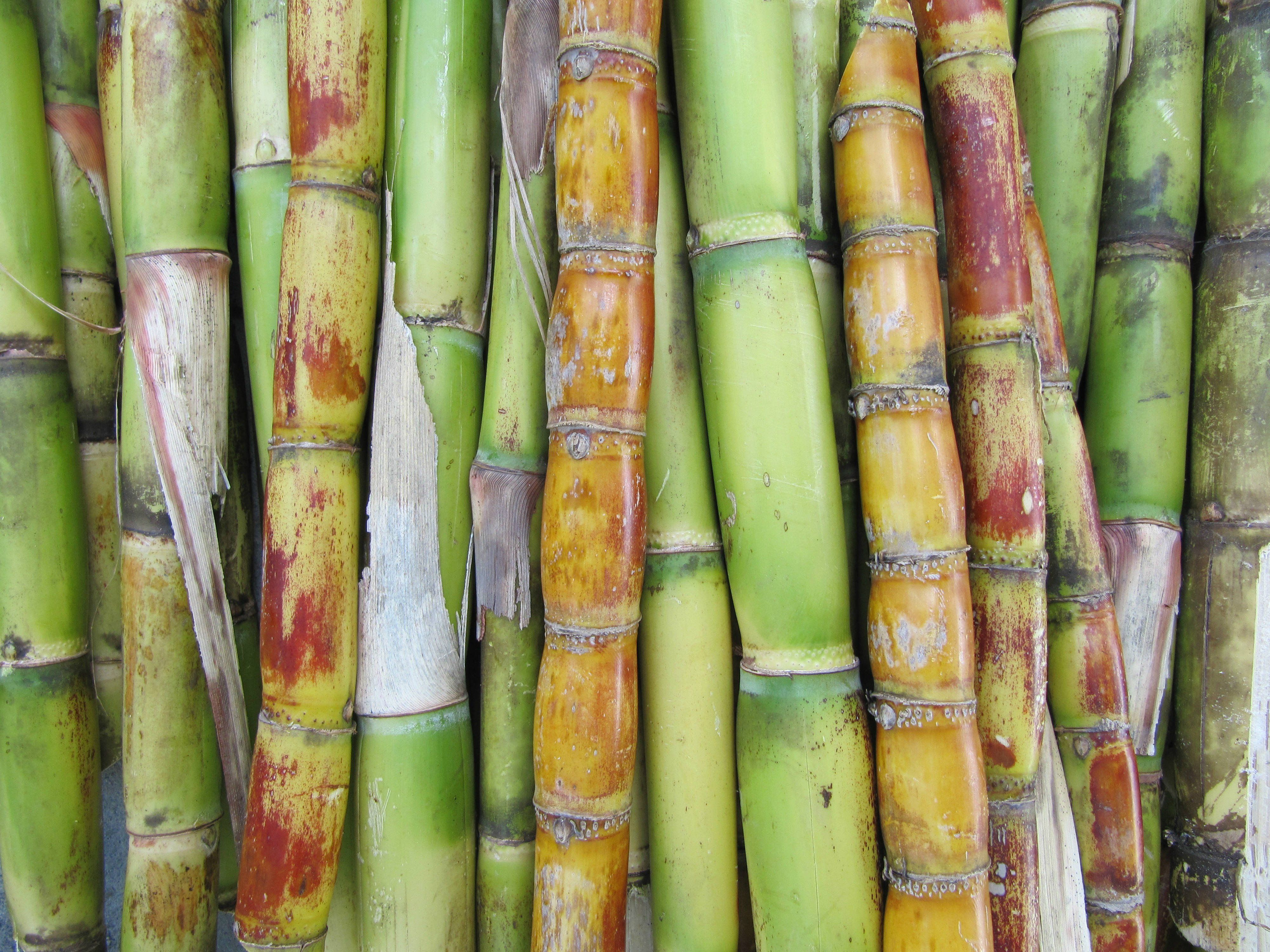 Sugarcane Wallpaper