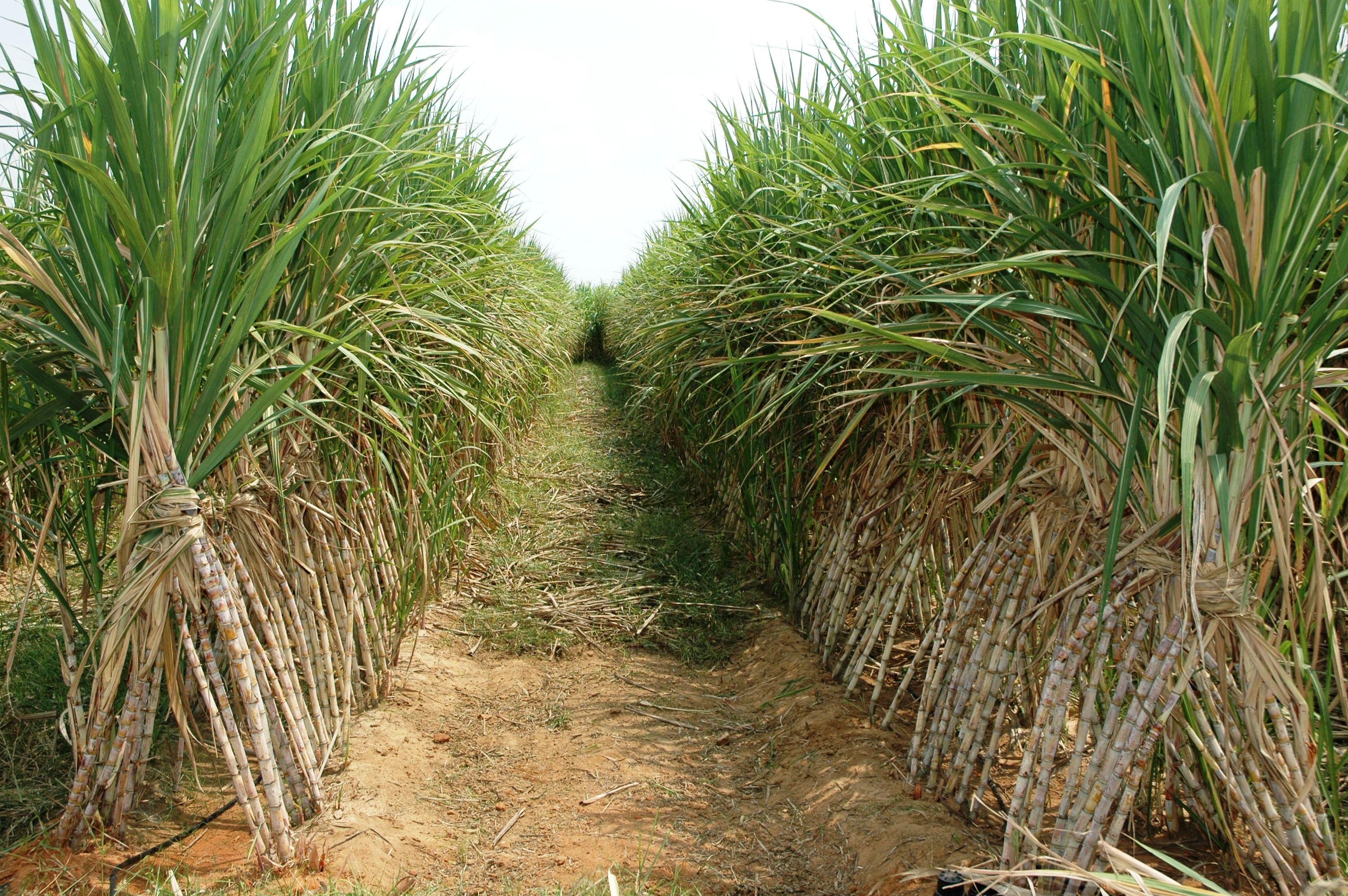 Sugarcane Wallpaper