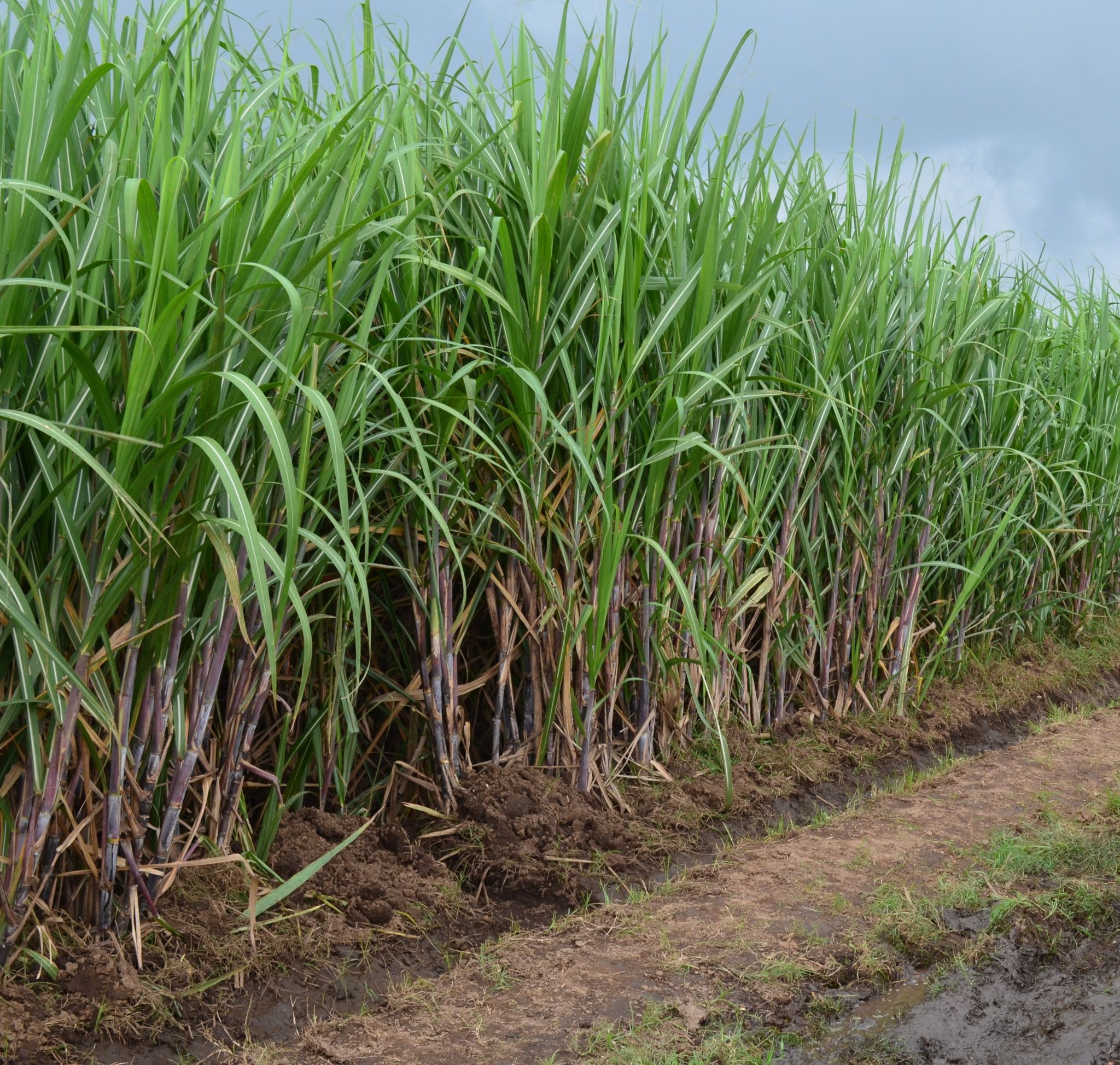 High Resolution #RemoteSensing #Sugarcane Field Extraction Based On #DeepLearning #agriculture. Sugarcane, Sugarcane Juice, Agriculture